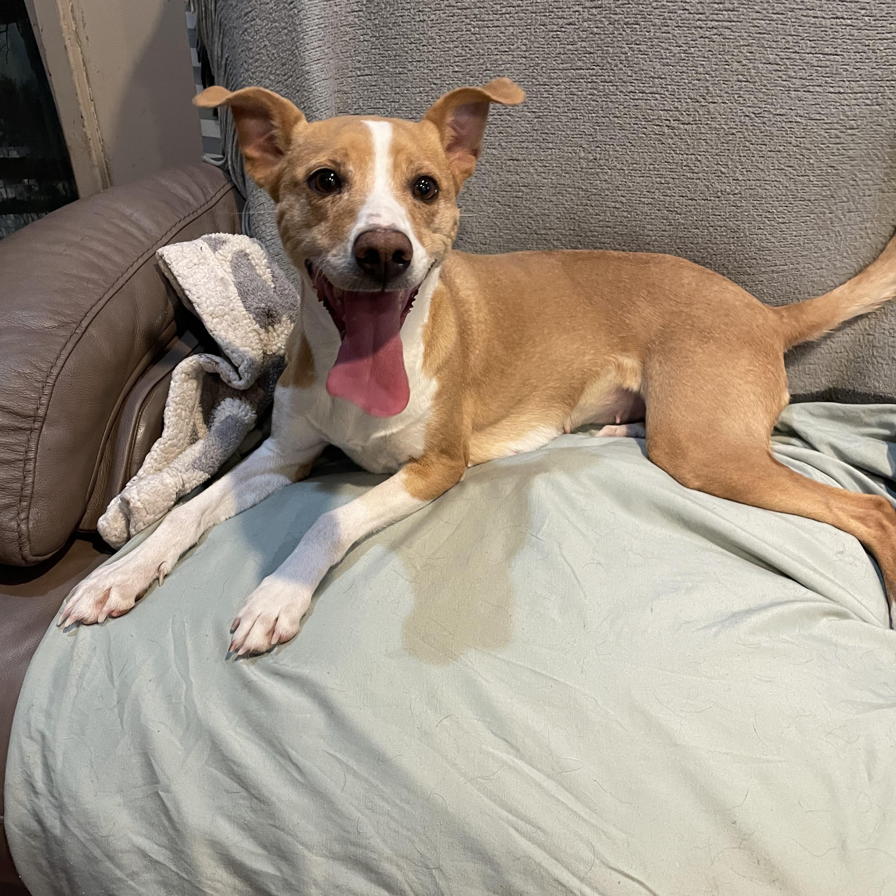 Enlarge Millie , a ADOPTABLE mixed breed in Phoenix, AZ image 2/3