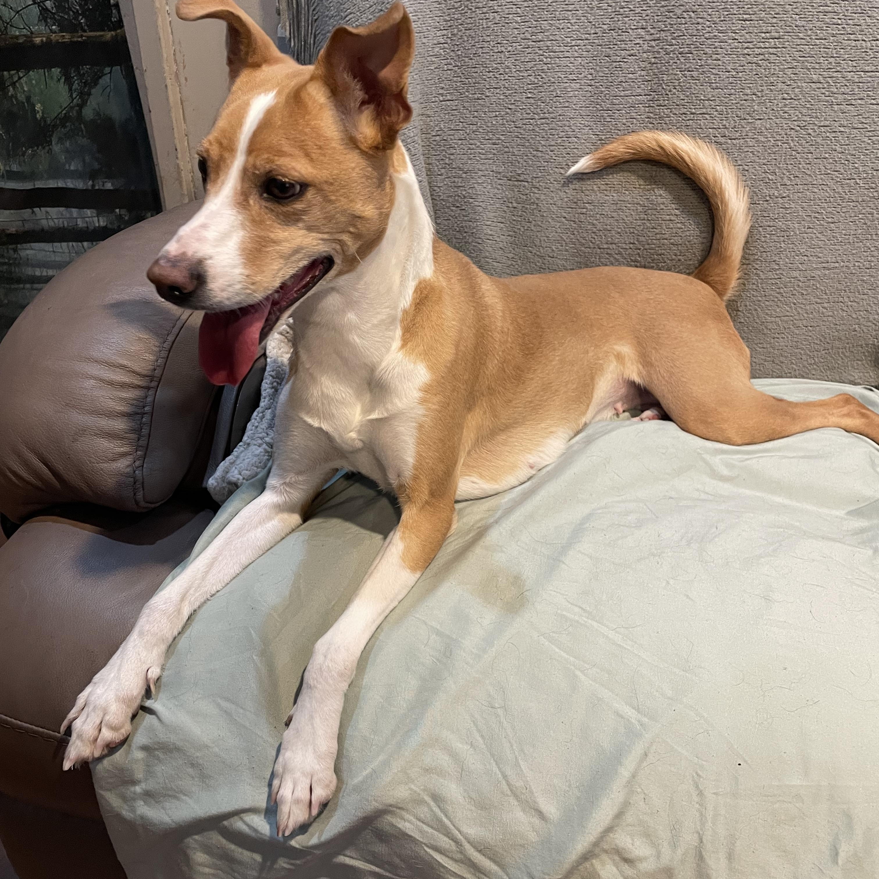 Enlarge Millie , a ADOPTABLE mixed breed in Phoenix, AZ image 3/3