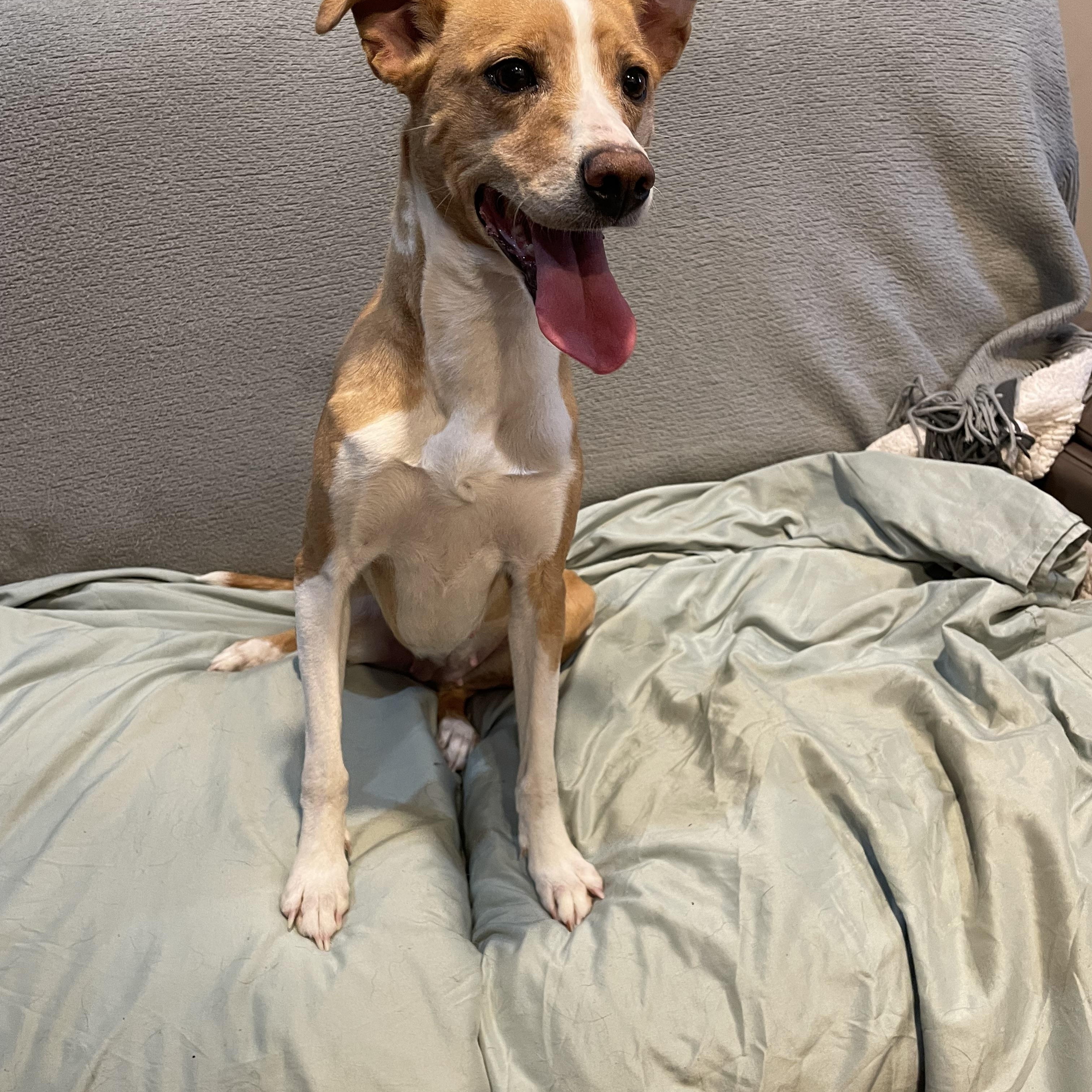 Enlarge Millie , a ADOPTABLE mixed breed in Phoenix, AZ image 1/3