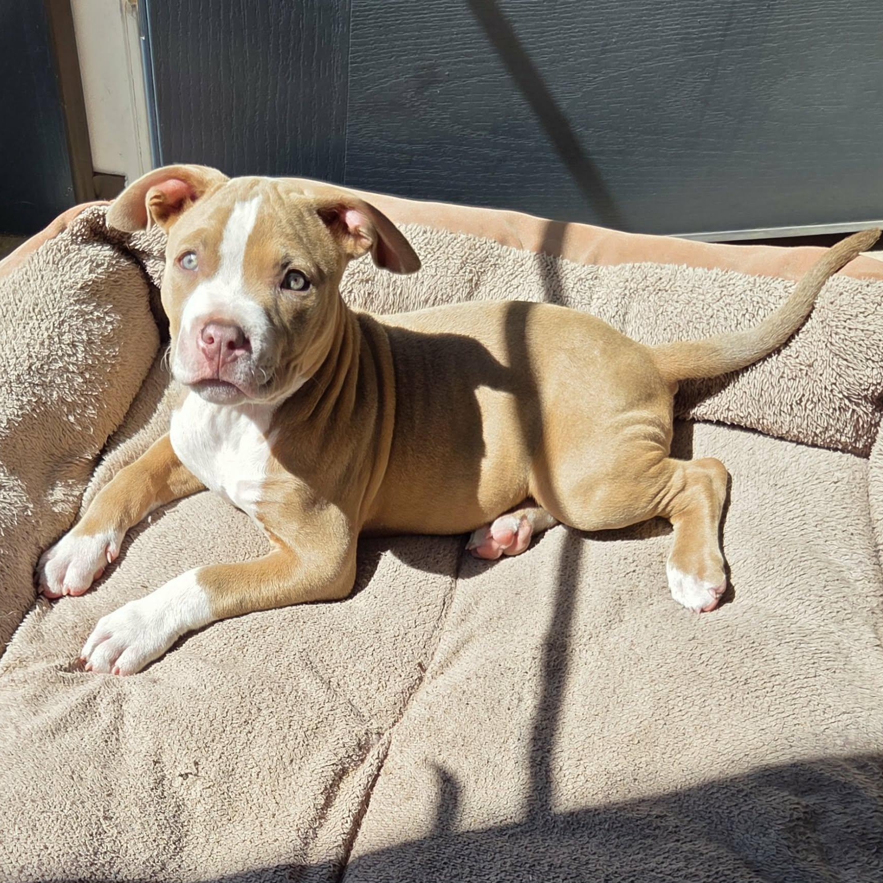 Trevor, an adoptable Pit Bull Terrier in Schenectady, NY image 1/3