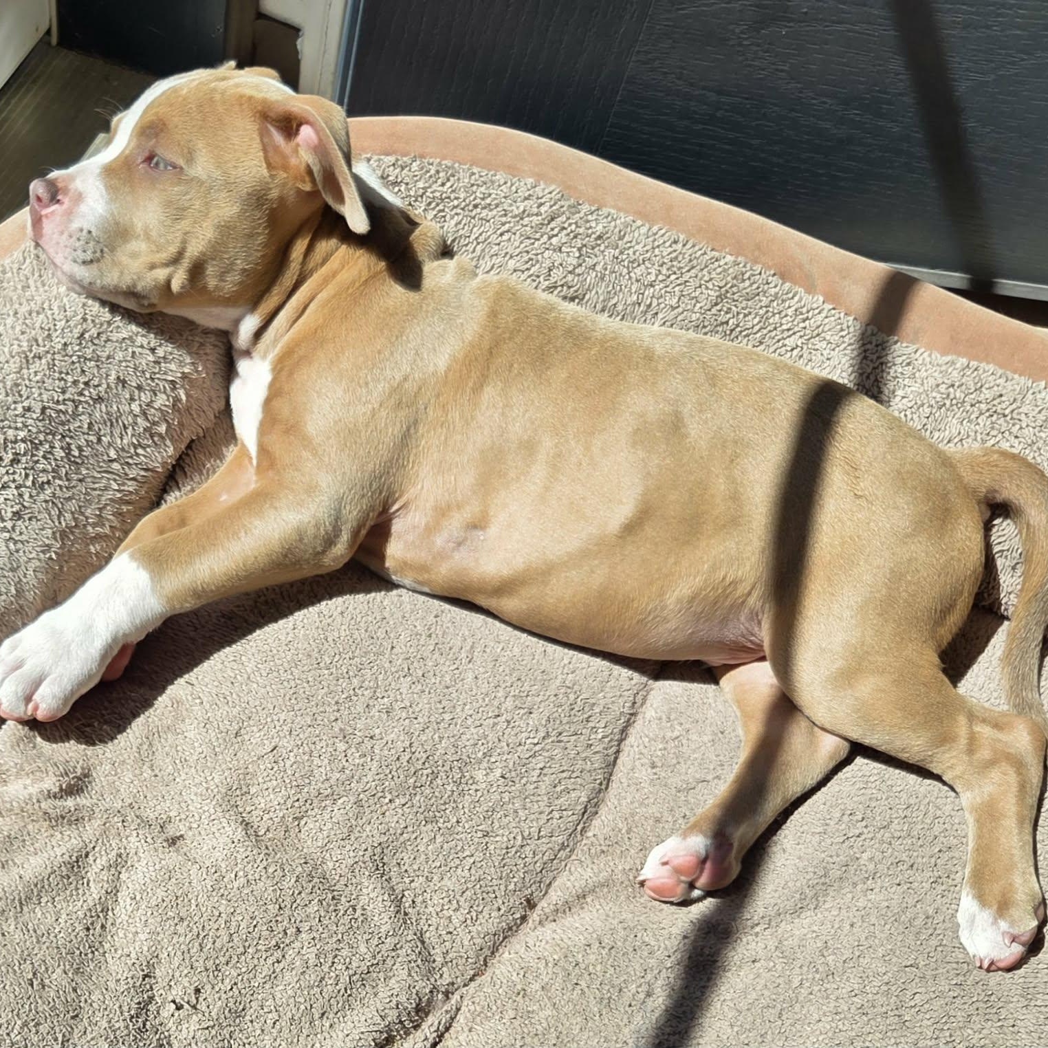 Trevor, an adoptable Pit Bull Terrier in Schenectady, NY image 2/3