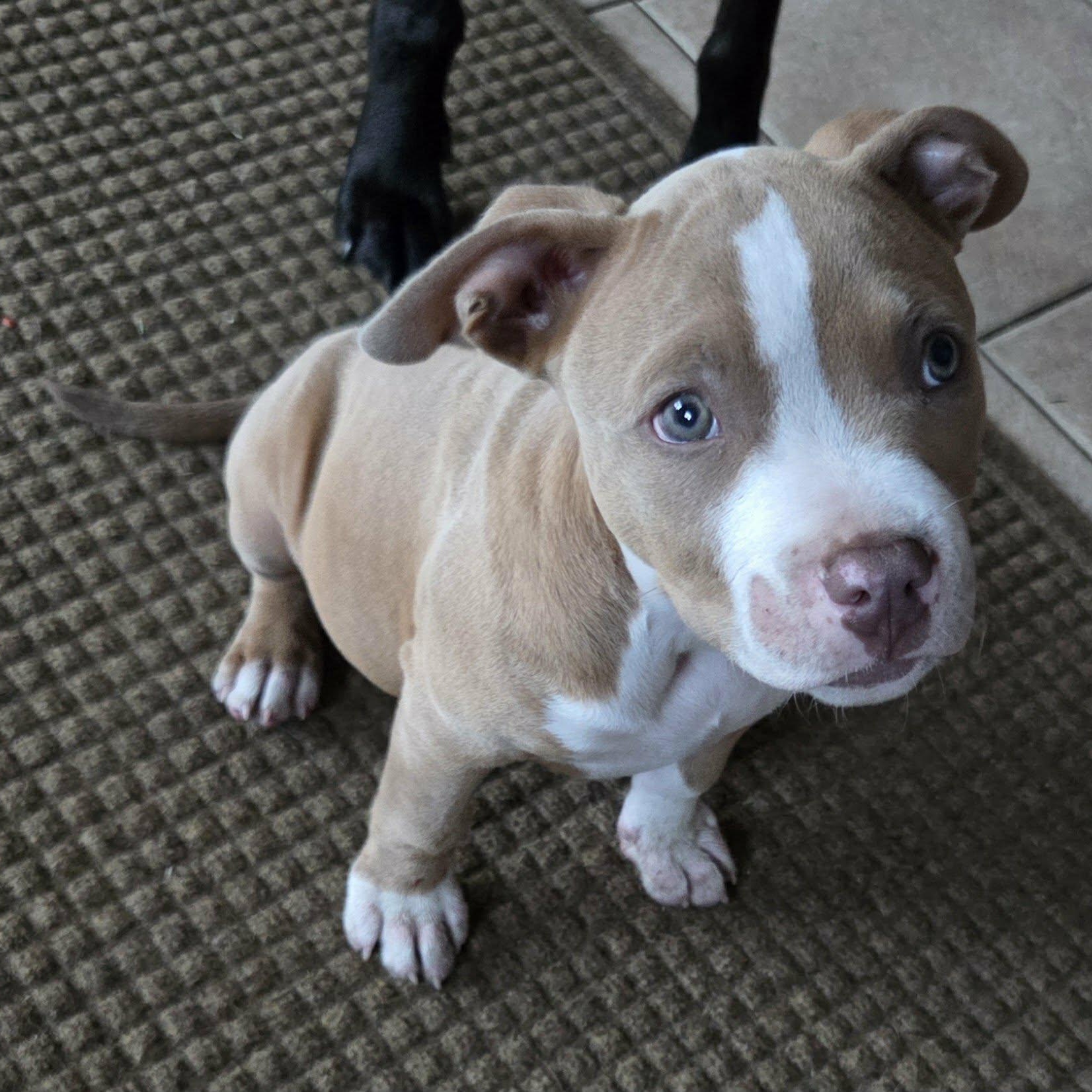Trevor, an adoptable Pit Bull Terrier in Schenectady, NY image 3/3