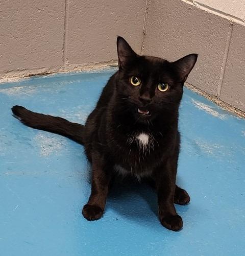 Keenie, Adoptable, Adult Female Domestic Short Hair.