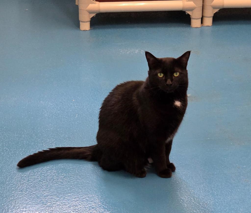 Keenie, Adoptable, Adult Female Domestic Short Hair.