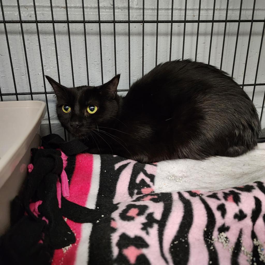 Enlarge Keenie, a Adoptable mixed breed in Muskegon, MI image 2/5