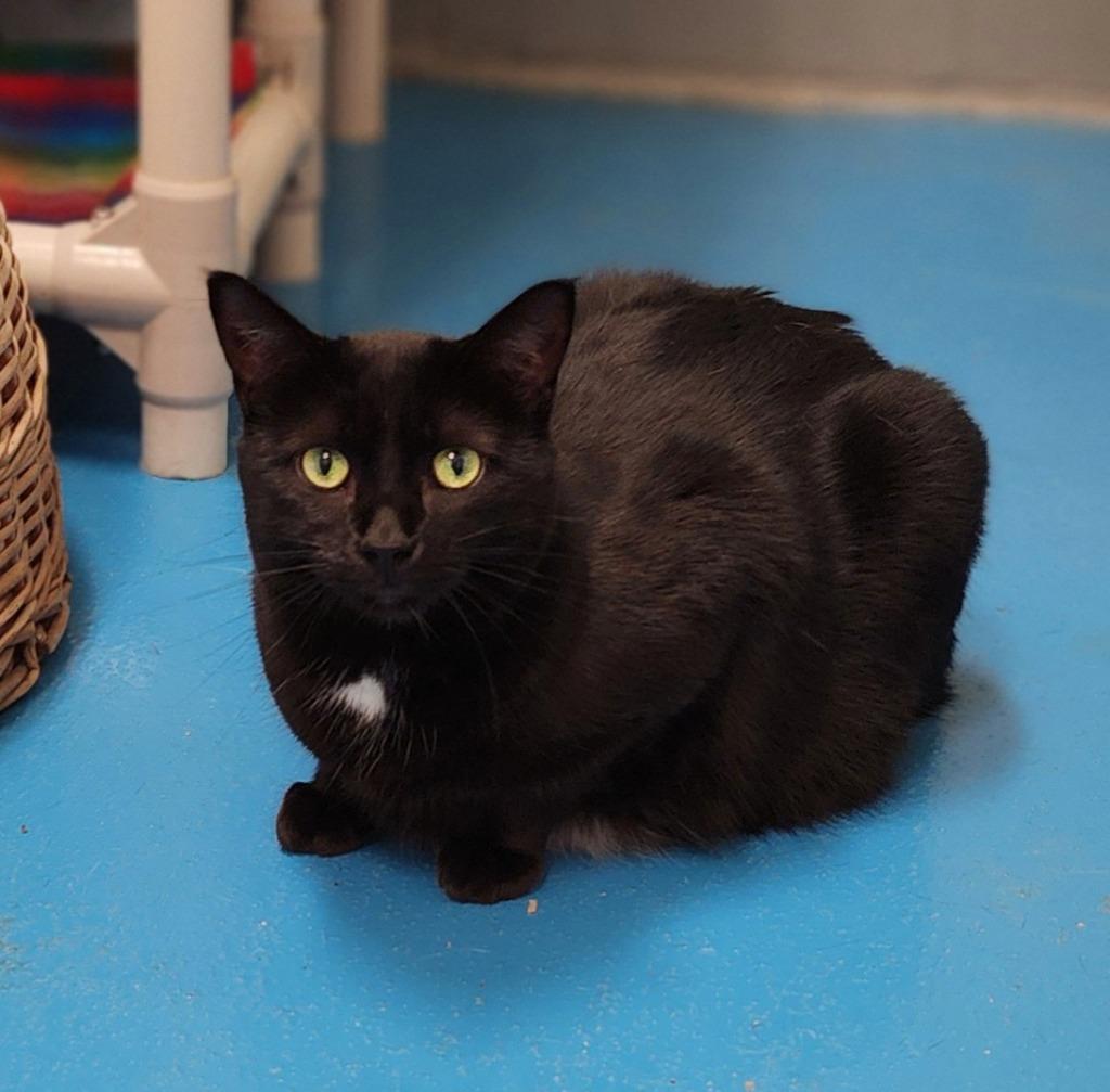 Enlarge Keenie, a Adoptable mixed breed in Muskegon, MI image 5/5