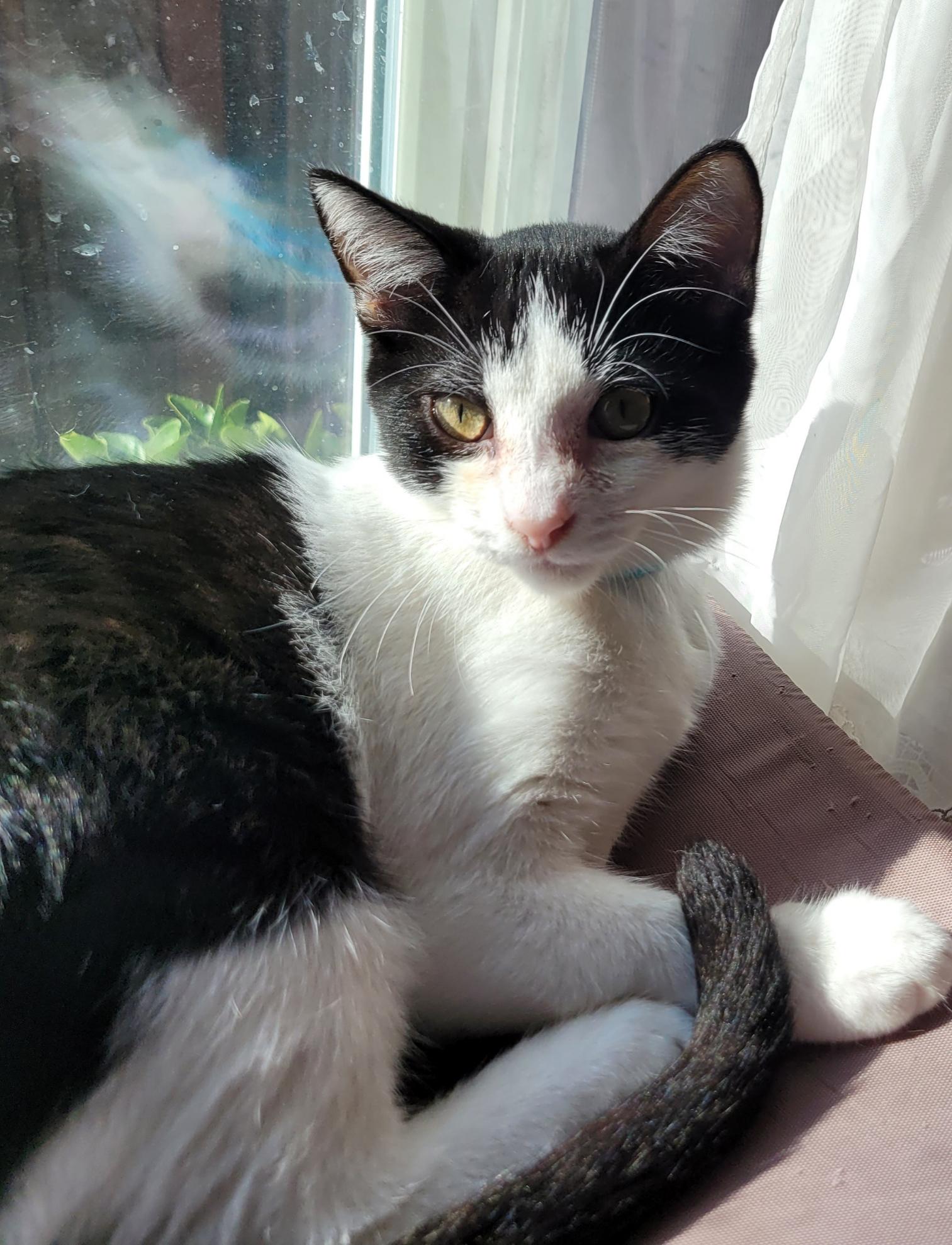 Harry, adopted, Young Male Tuxedo.