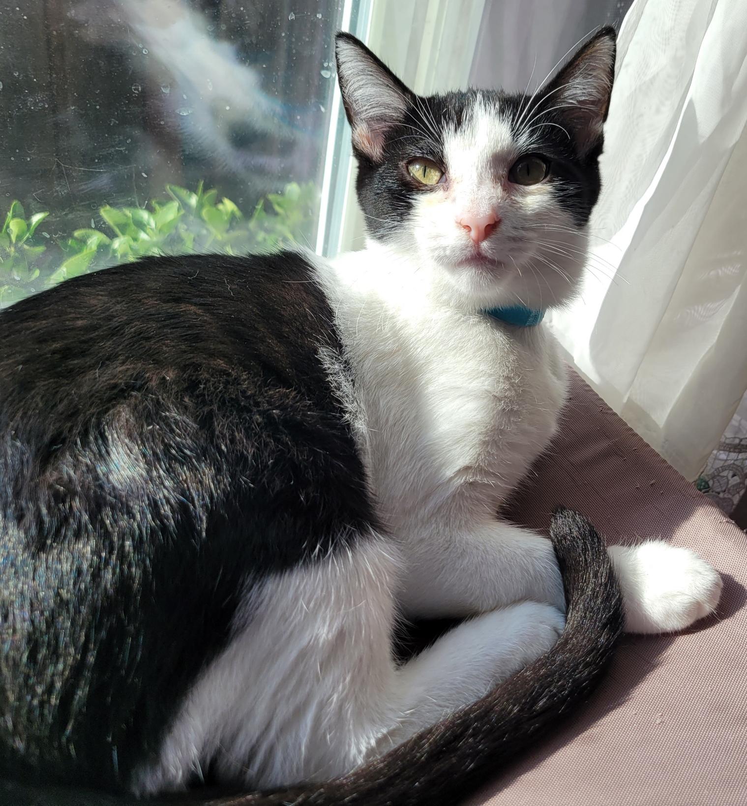 Harry, an adopted Tuxedo in Tracy, CA image 2/2