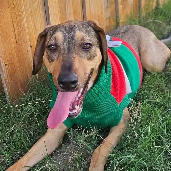 Cookie — thumbnail 3