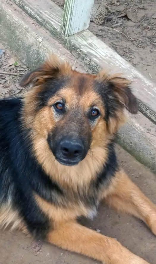 Cody, Adoptable, Young Male German Shepherd Dog.