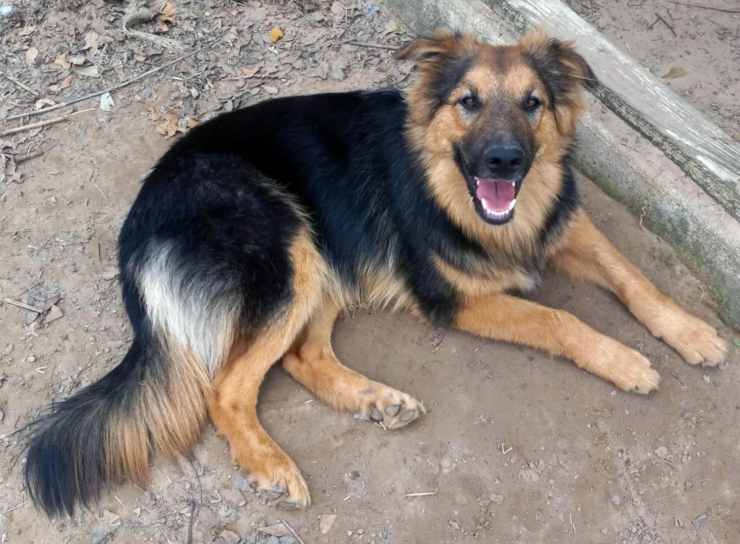 Enlarge Cody, a Adoptable German Shepherd Dog in Burleson, TX image 2/2