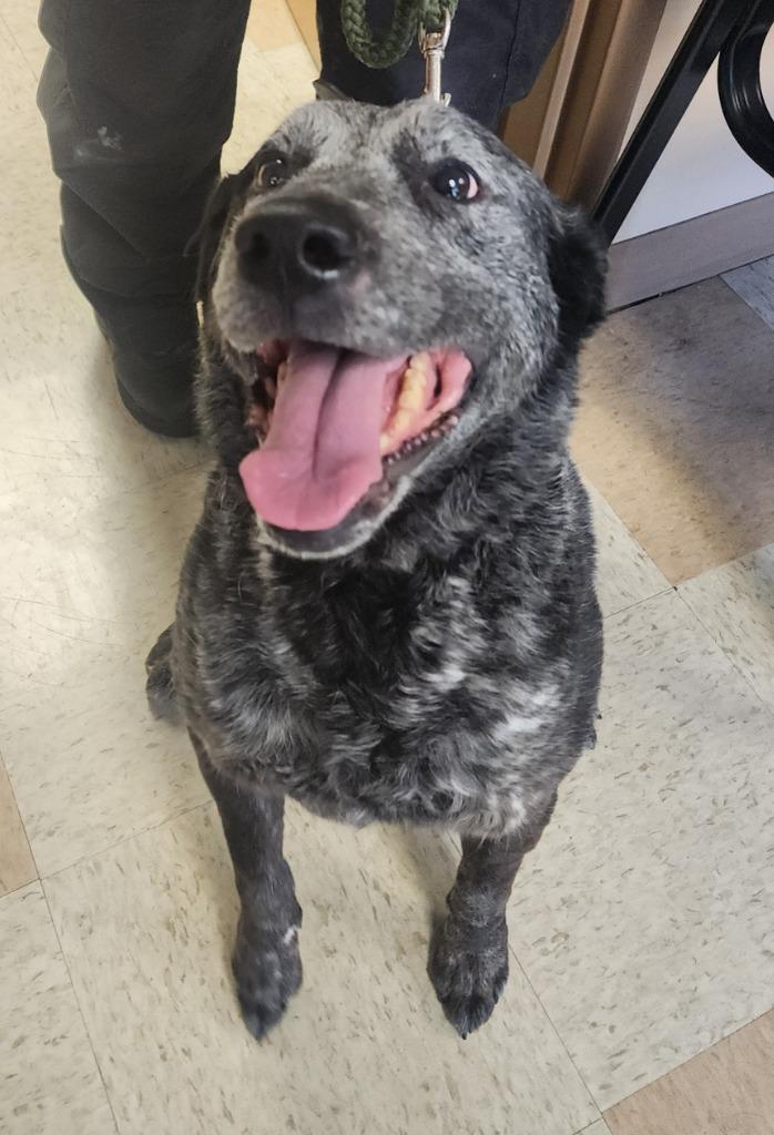 Yona, Adoptable, Adult Female Cattle Dog.