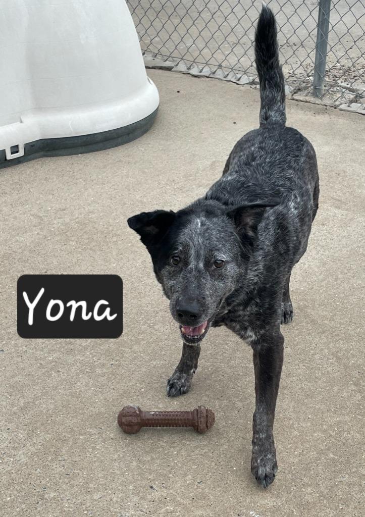 Yona, a Adoptable Cattle Dog in Maumelle, AR image 2/2