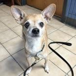 Enlarge Artie , an adopted Mixed Breed in Lansing, MI image 1/1