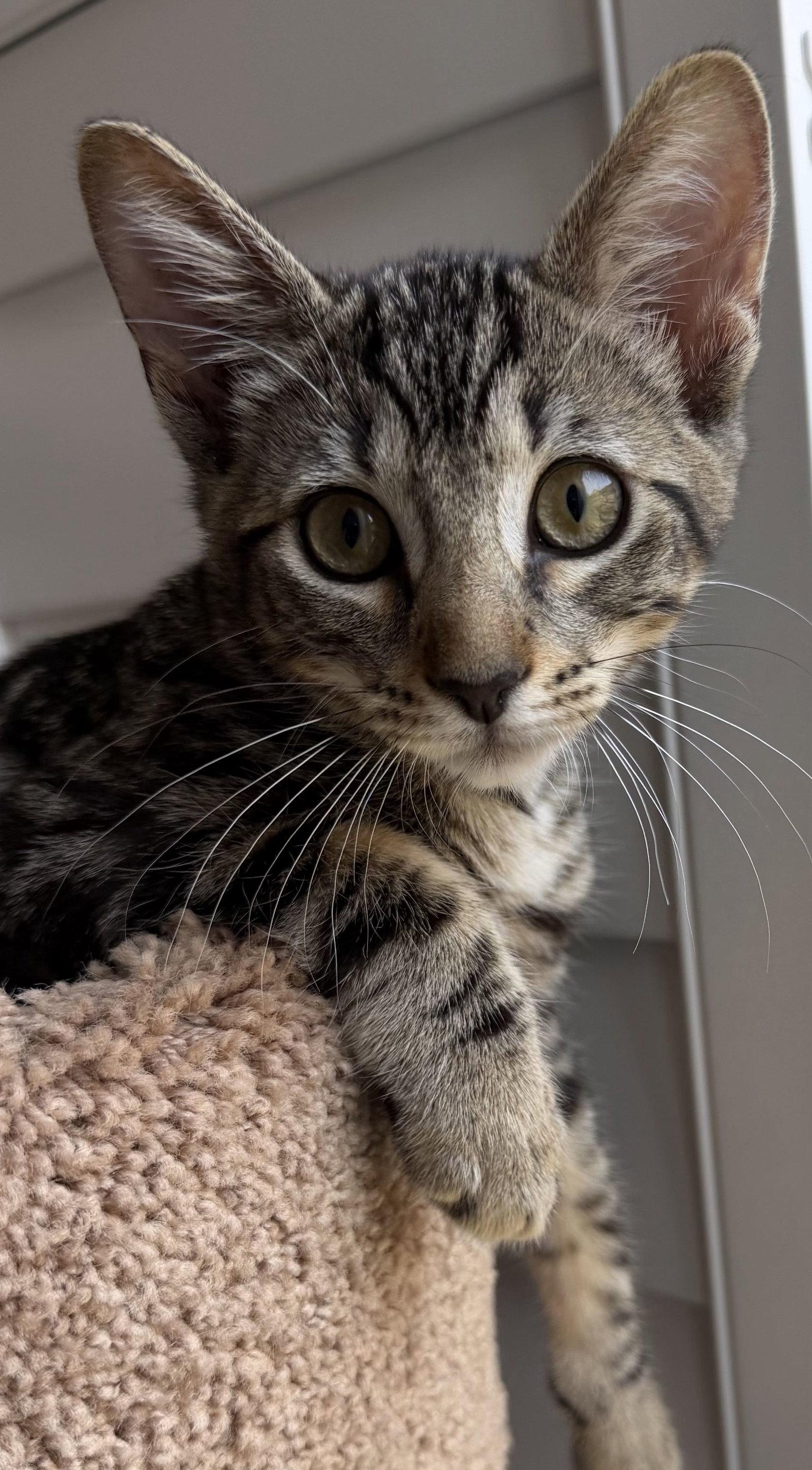 Harry, Adoptable, Kitten Male Domestic Short Hair.