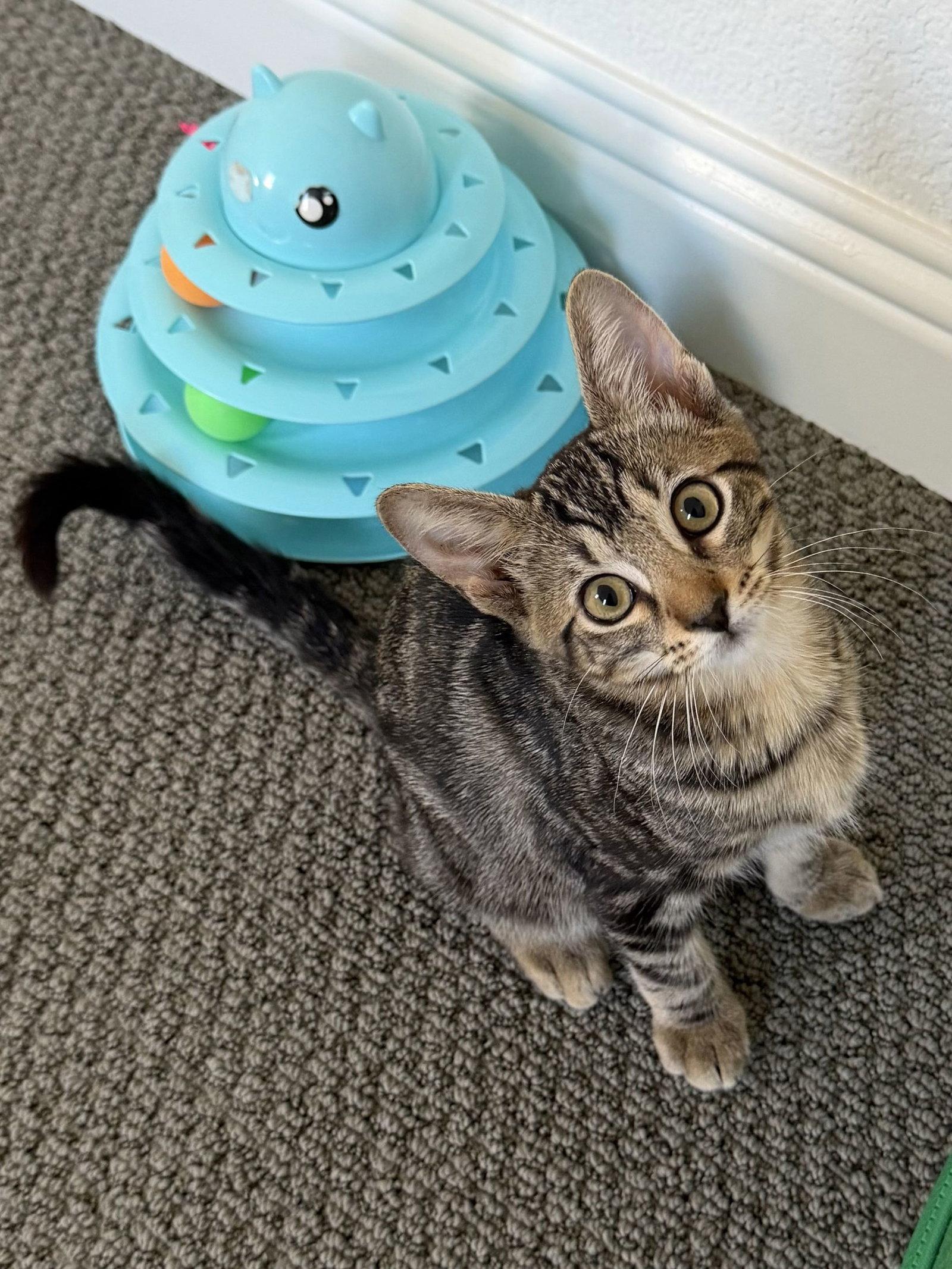 Harry, a Adoptable Domestic Short Hair in Fort Worth, TX image 2/3