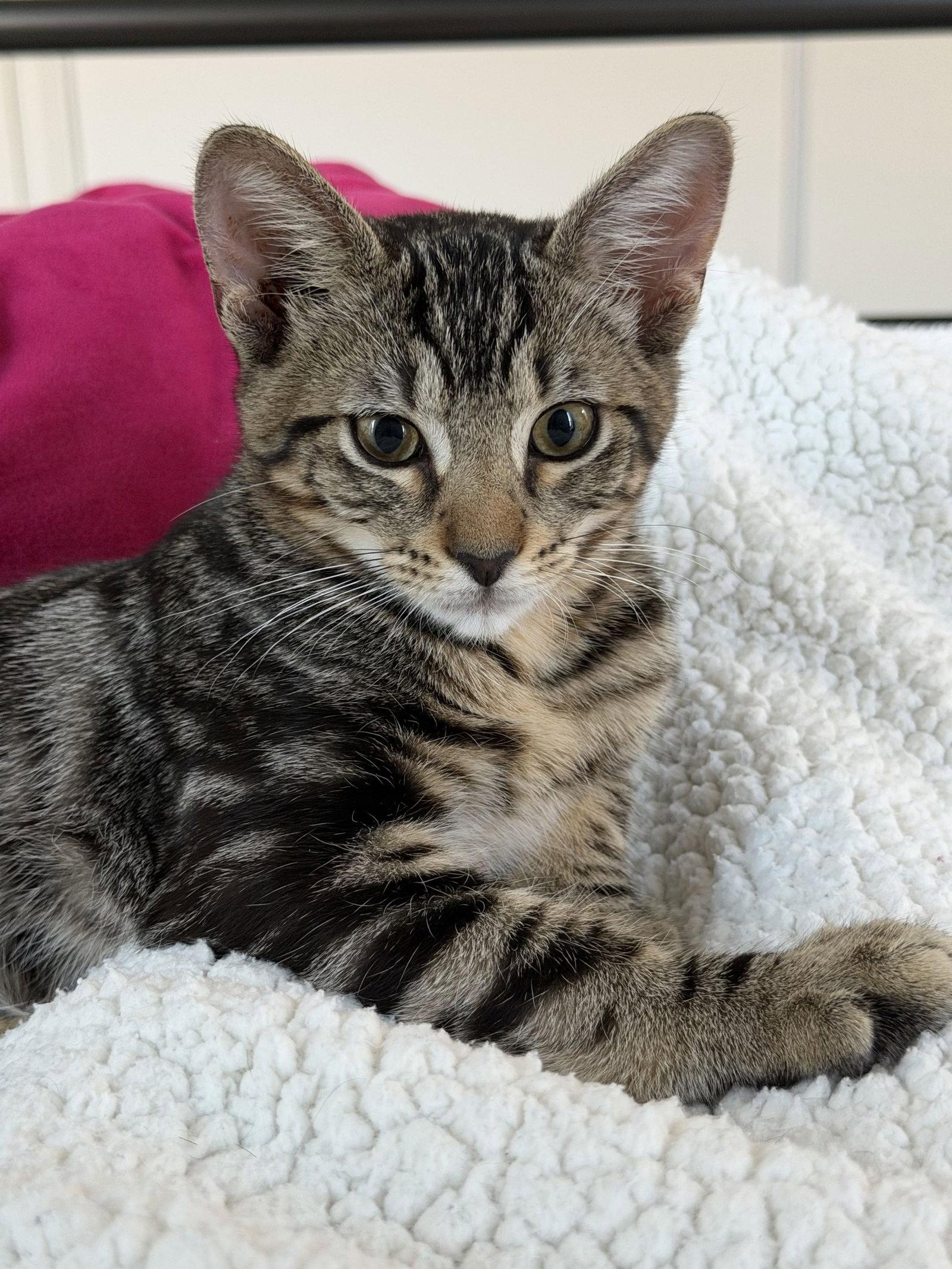 Harry, a Adoptable Domestic Short Hair in Fort Worth, TX image 3/3