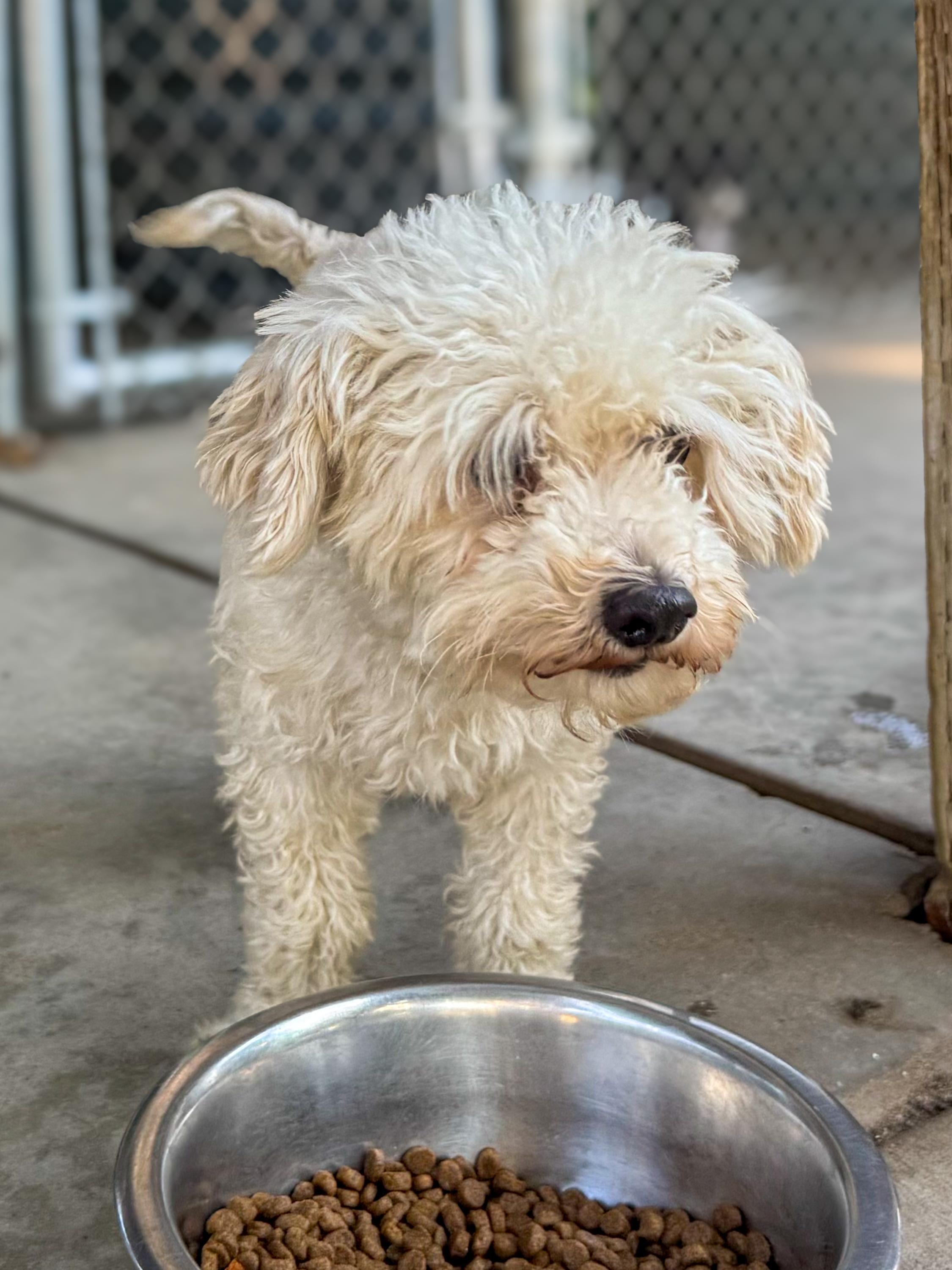 PISMO, an adopted mixed breed in Fresno, CA image 5/6