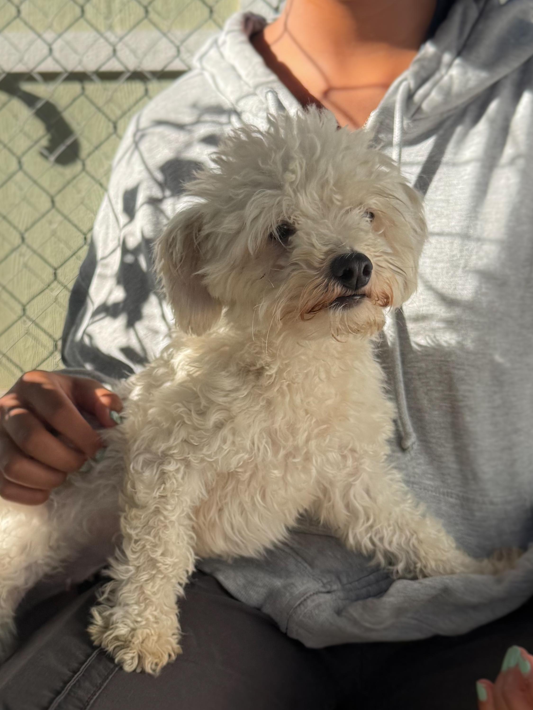 PISMO, an adopted mixed breed in Fresno, CA image 2/6