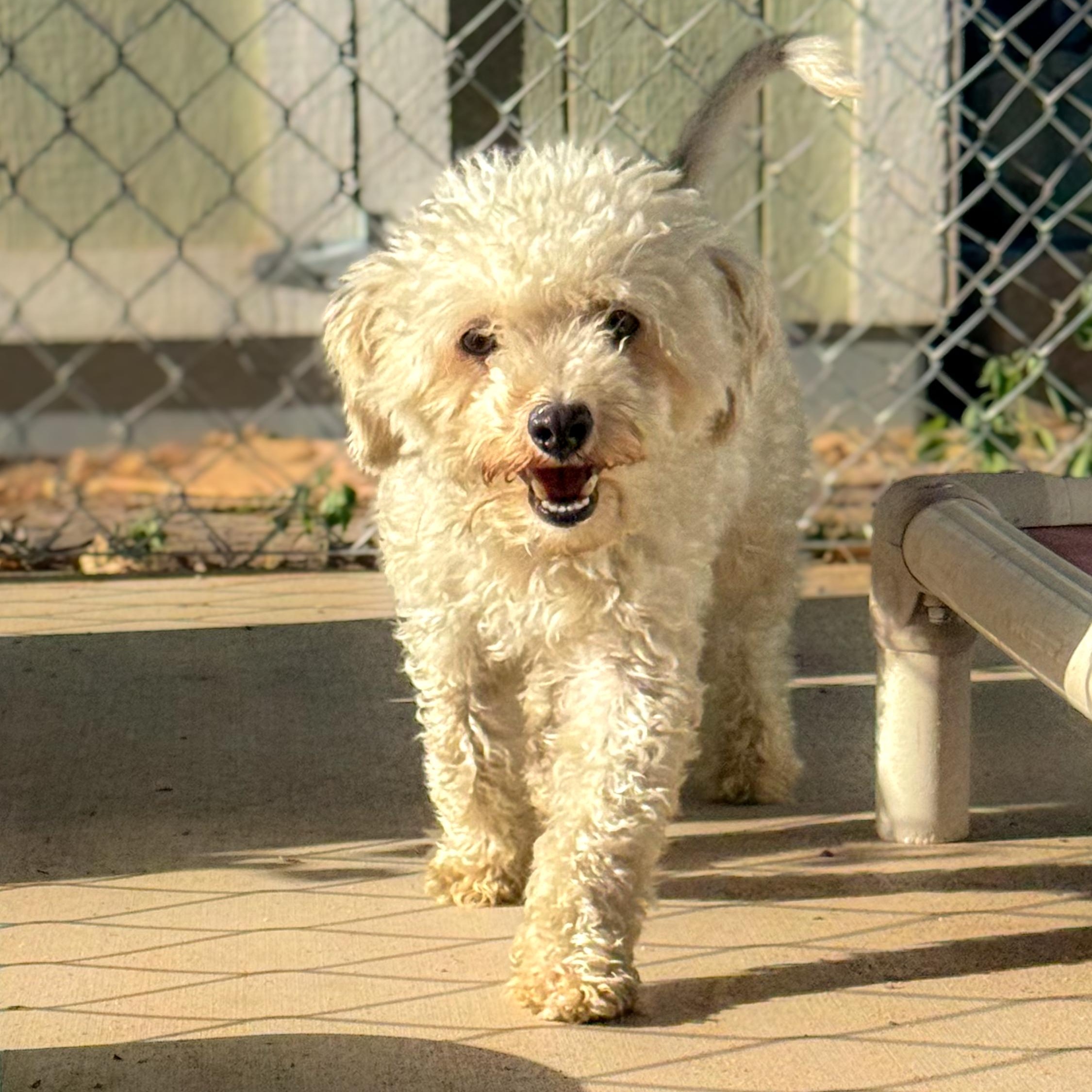 PISMO, adopted, Adult Female Poodle & Maltese.