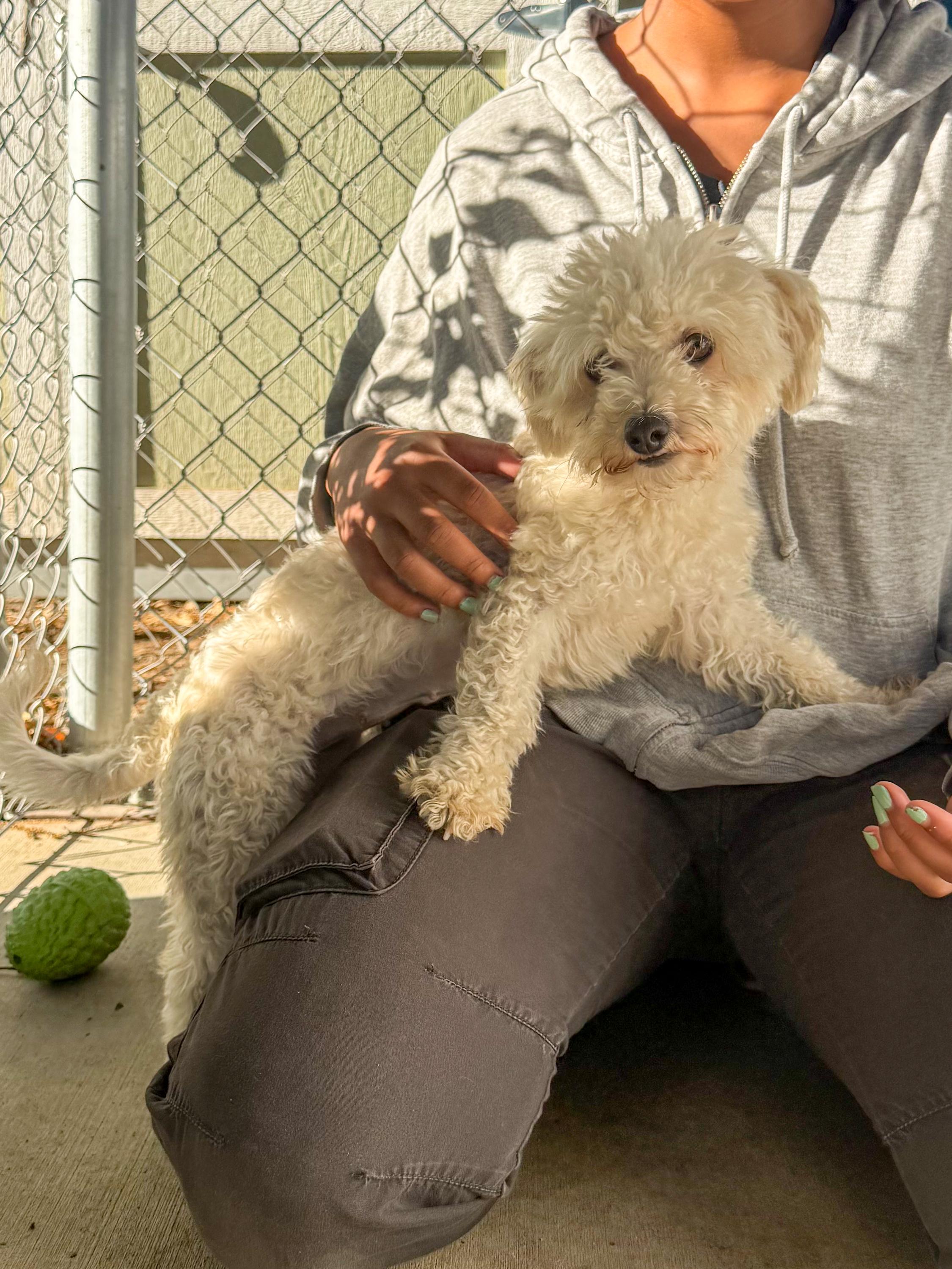 PISMO, an adopted mixed breed in Fresno, CA image 6/6