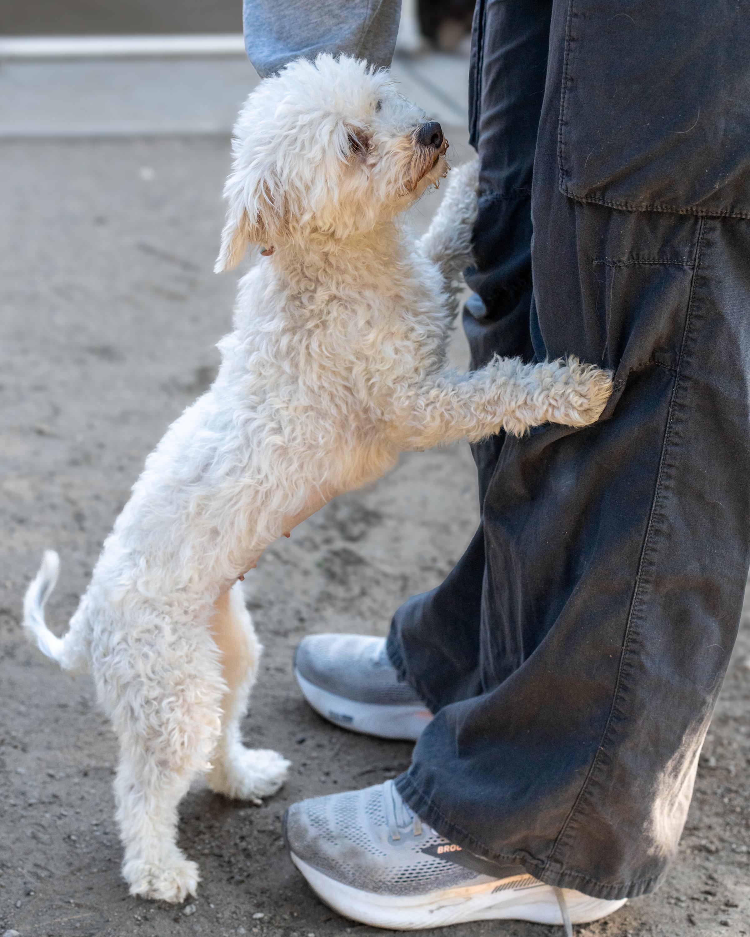 PISMO, an adopted mixed breed in Fresno, CA image 3/6