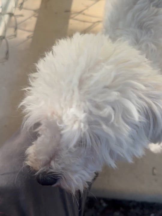Enlarge PISMO, an adopted mixed breed in Fresno, CA video 4/6