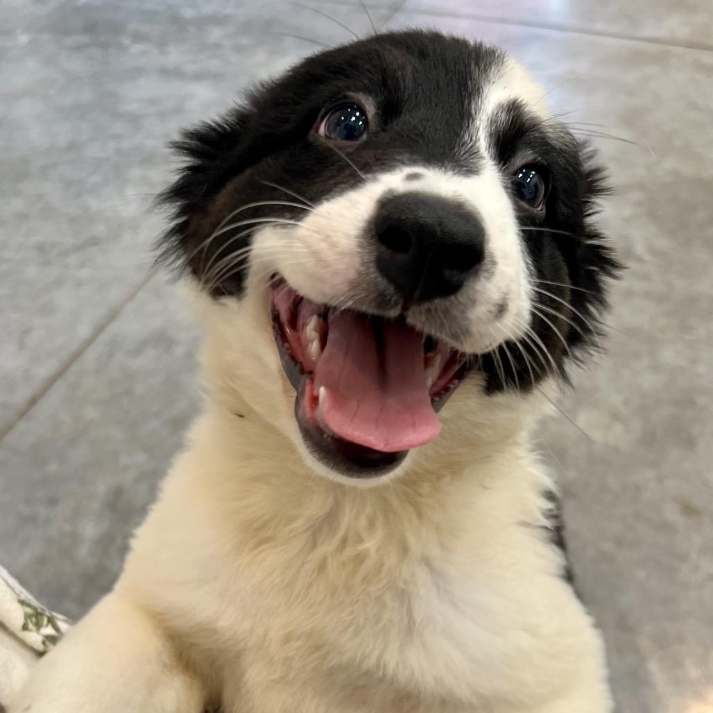 Enlarge #9 (Cinderella), a Adoptable mixed breed in Chicago, IL image 1/3