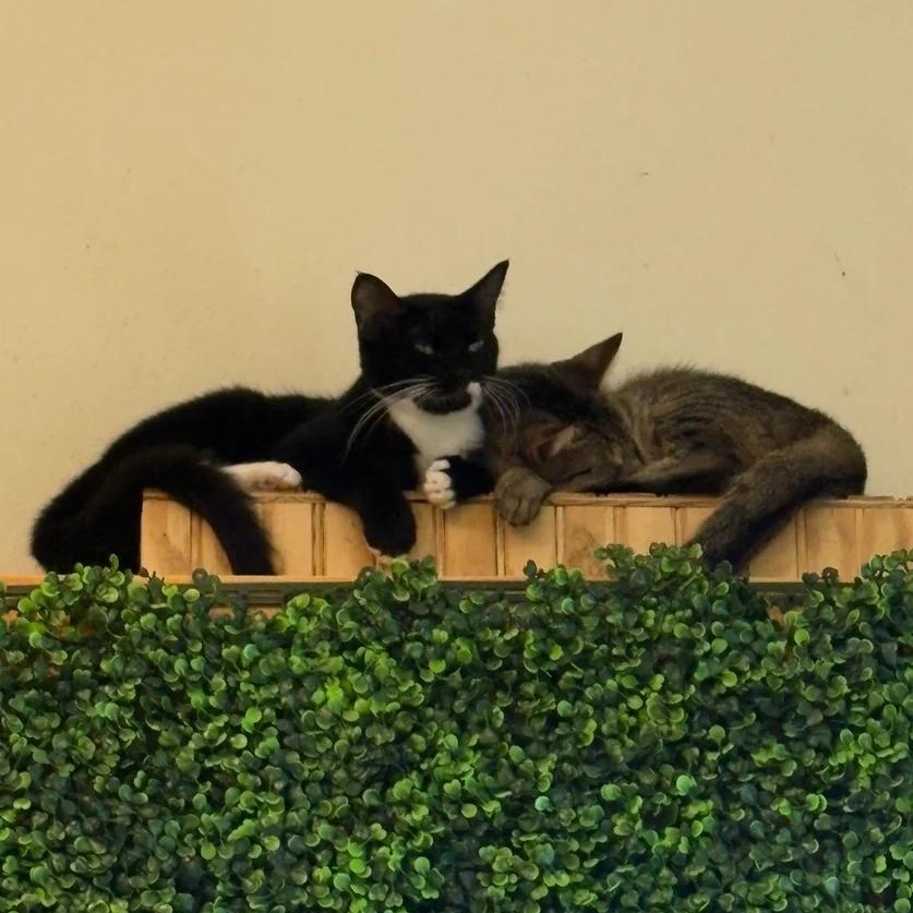 Cookie Dough, an adoptable Domestic Short Hair in Athens, GA image 4/4