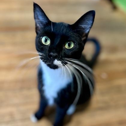 Enlarge Cookie Dough, a Adoptable Domestic Short Hair in Athens, GA image 1/1