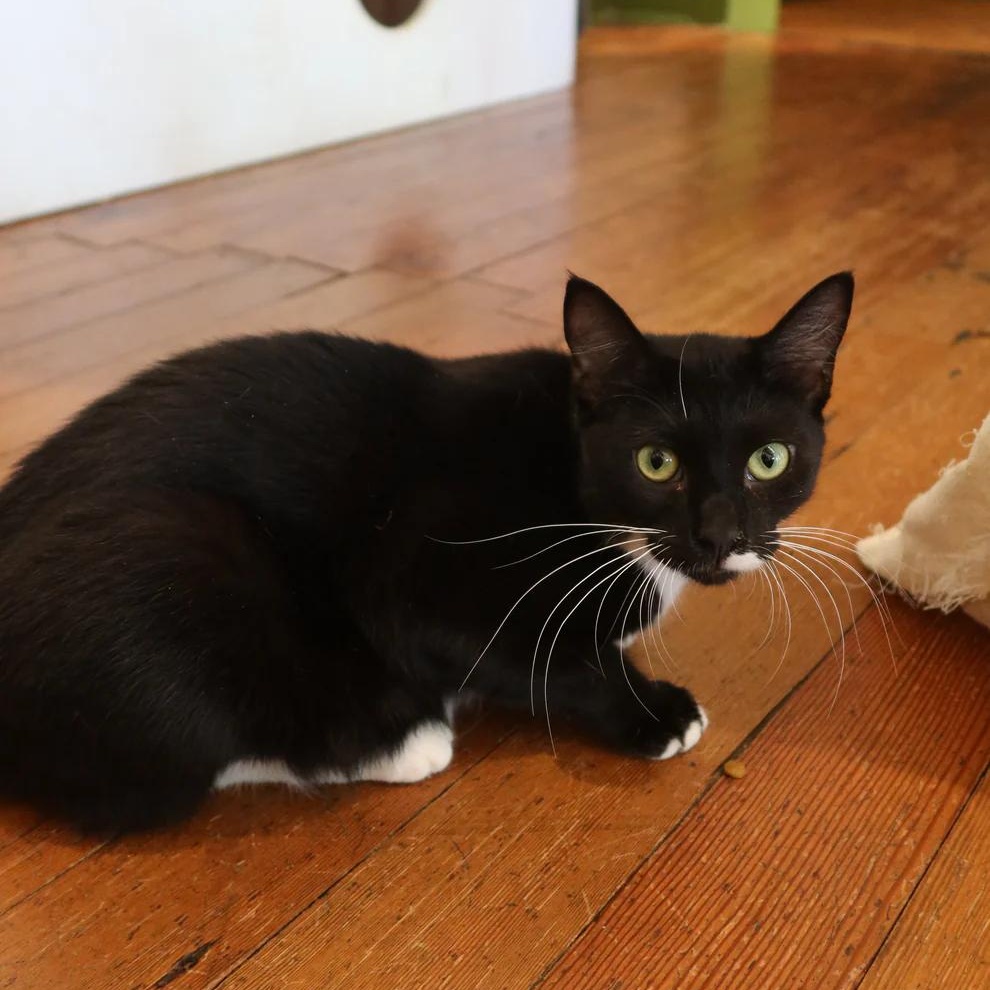 Cookie Dough, an adoptable Domestic Short Hair in Athens, GA image 3/4