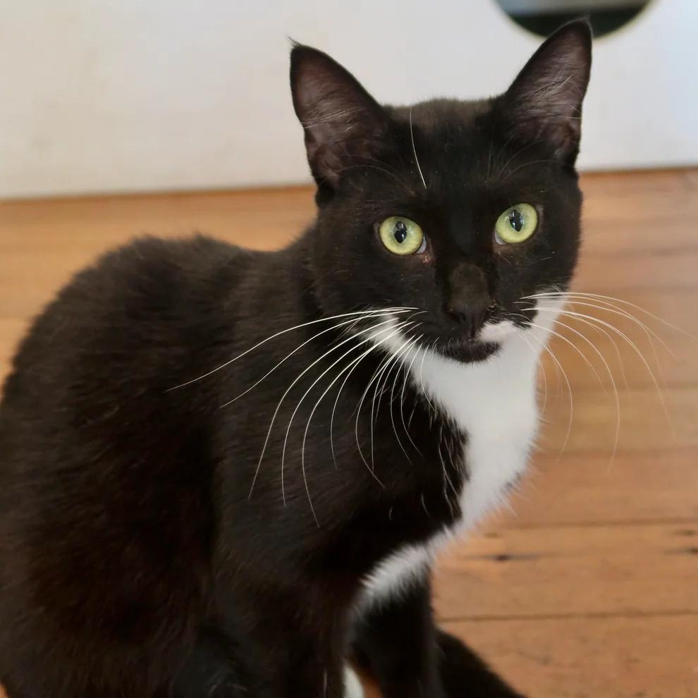 Cookie Dough, an adoptable Domestic Short Hair in Athens, GA image 2/4