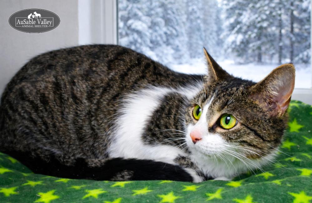 Enlarge Bella, an adopted Domestic Short Hair in Grayling, MI image 2/6