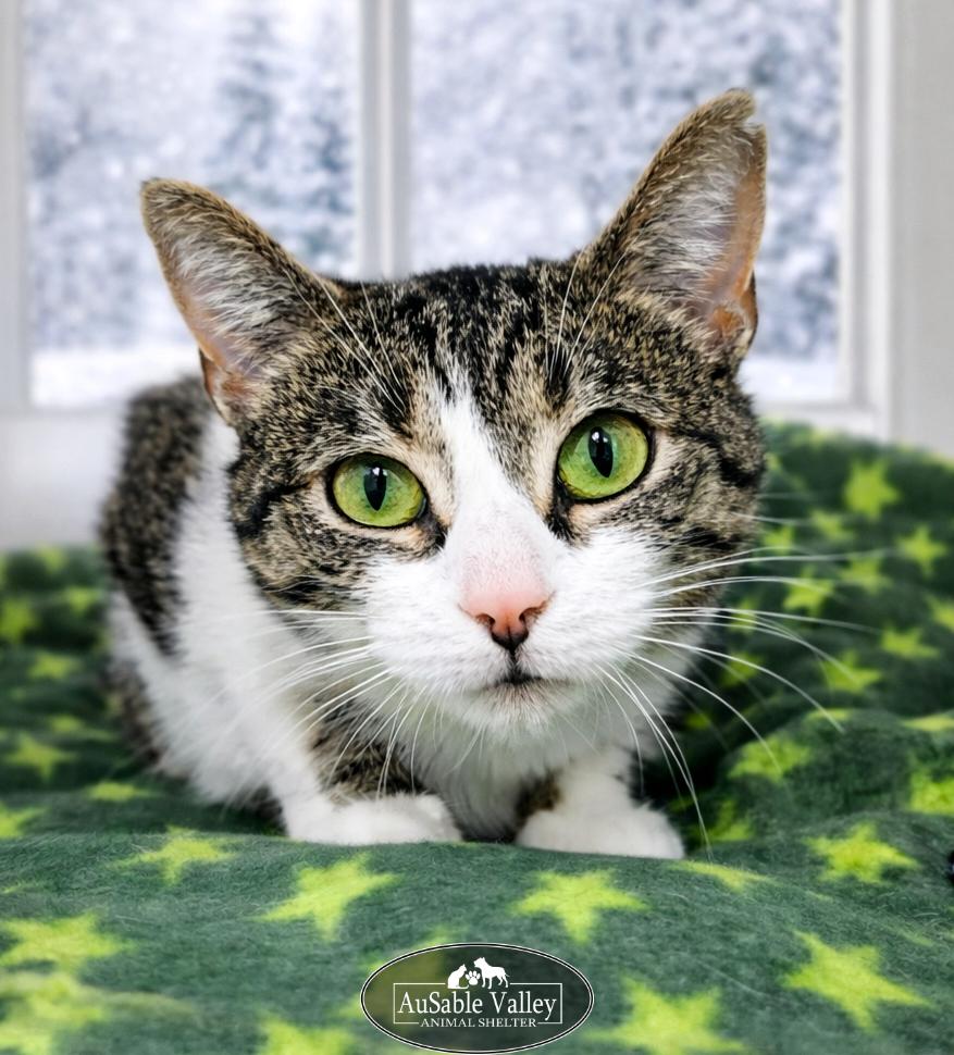 Enlarge Bella, an adopted Domestic Short Hair in Grayling, MI image 3/6
