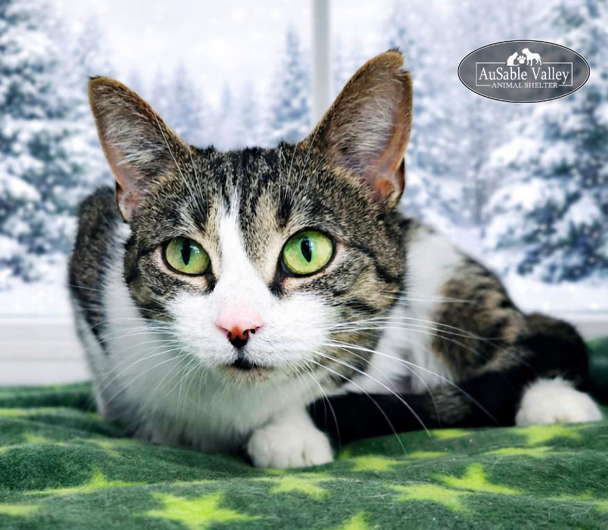 Bella, adopted, Adult Female Domestic Short Hair.