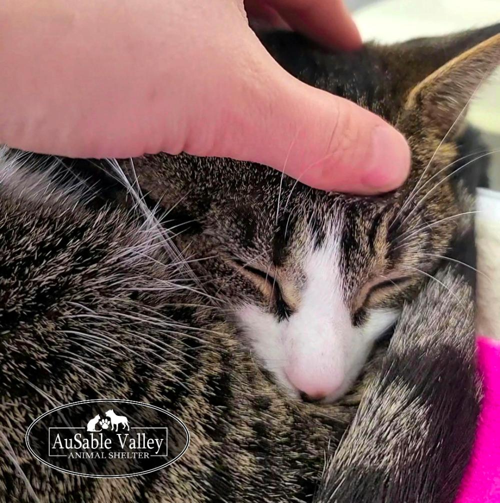 Enlarge Bella, an adopted Domestic Short Hair in Grayling, MI image 4/6