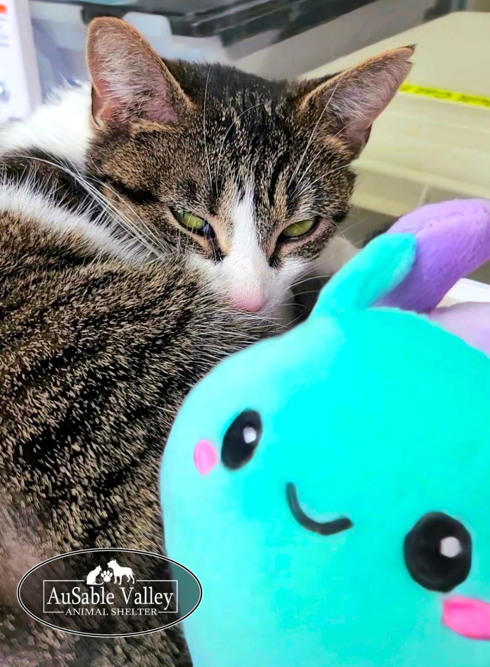 Enlarge Bella, an adopted Domestic Short Hair in Grayling, MI image 6/6