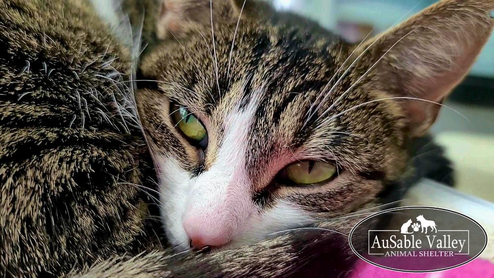 Enlarge Bella, an adopted Domestic Short Hair in Grayling, MI image 5/6