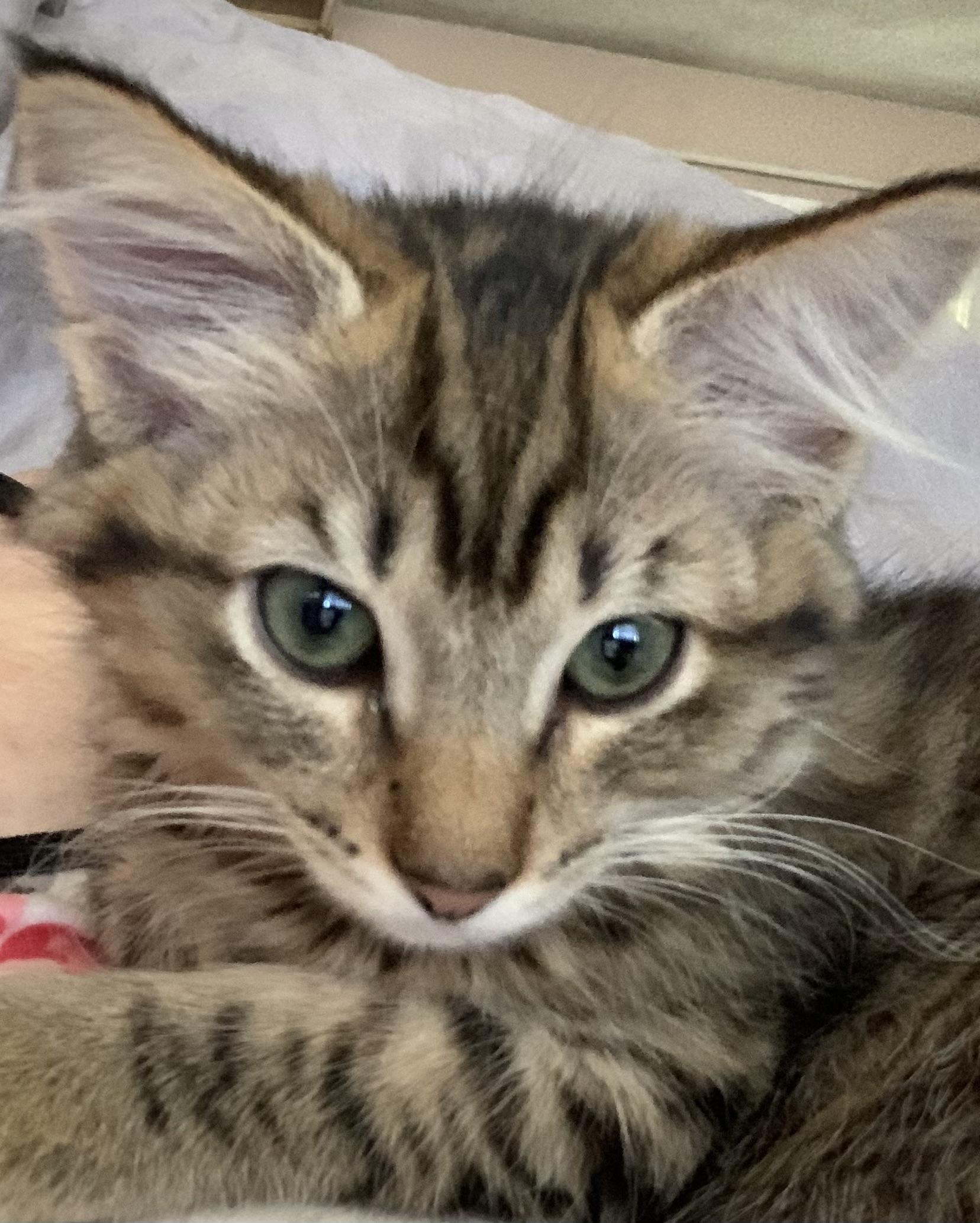 Gypsy, Adoptable, Kitten Female Domestic Medium Hair.