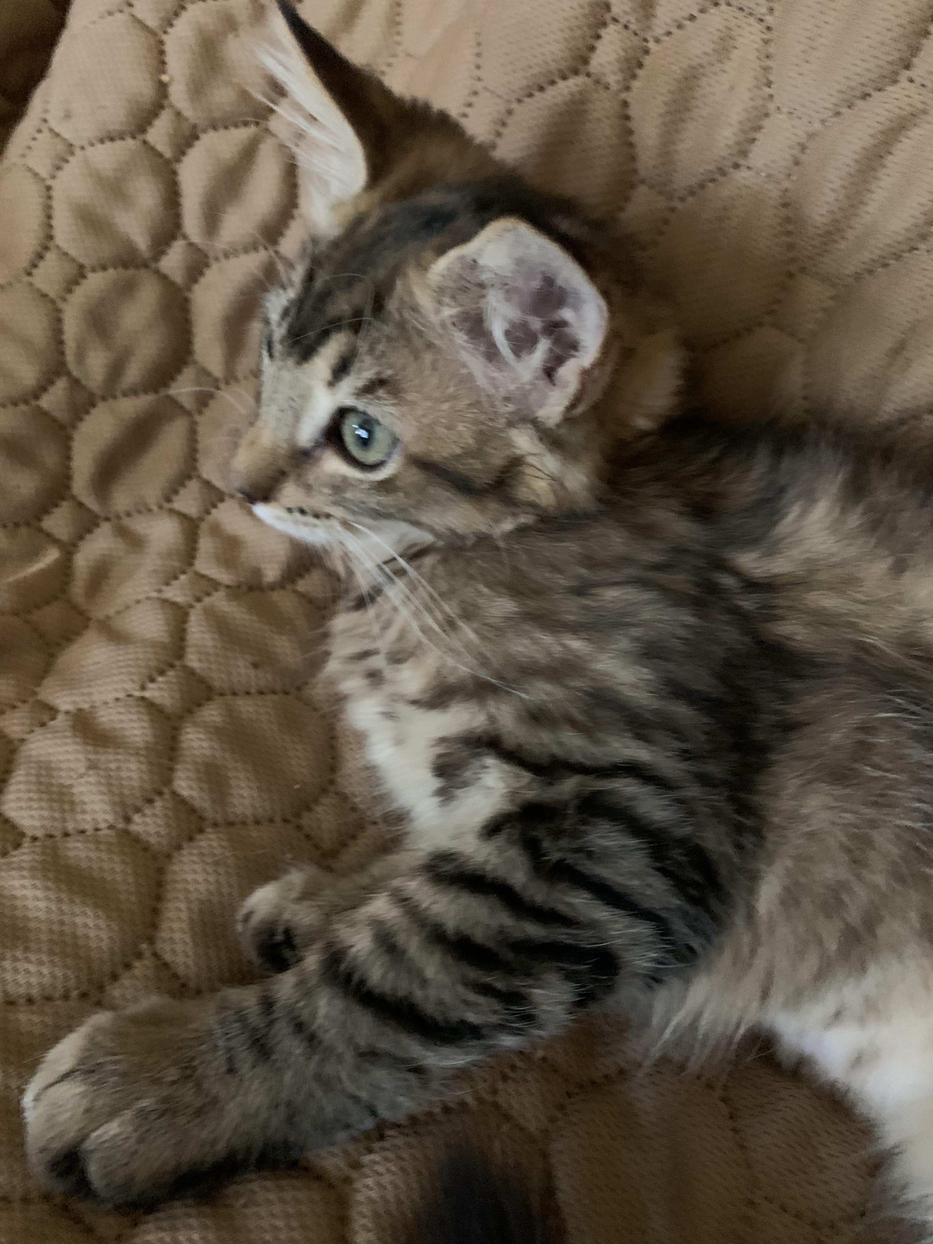 Enlarge Gypsy, a Adoptable Domestic Medium Hair in Rio Linda, CA image 2/4