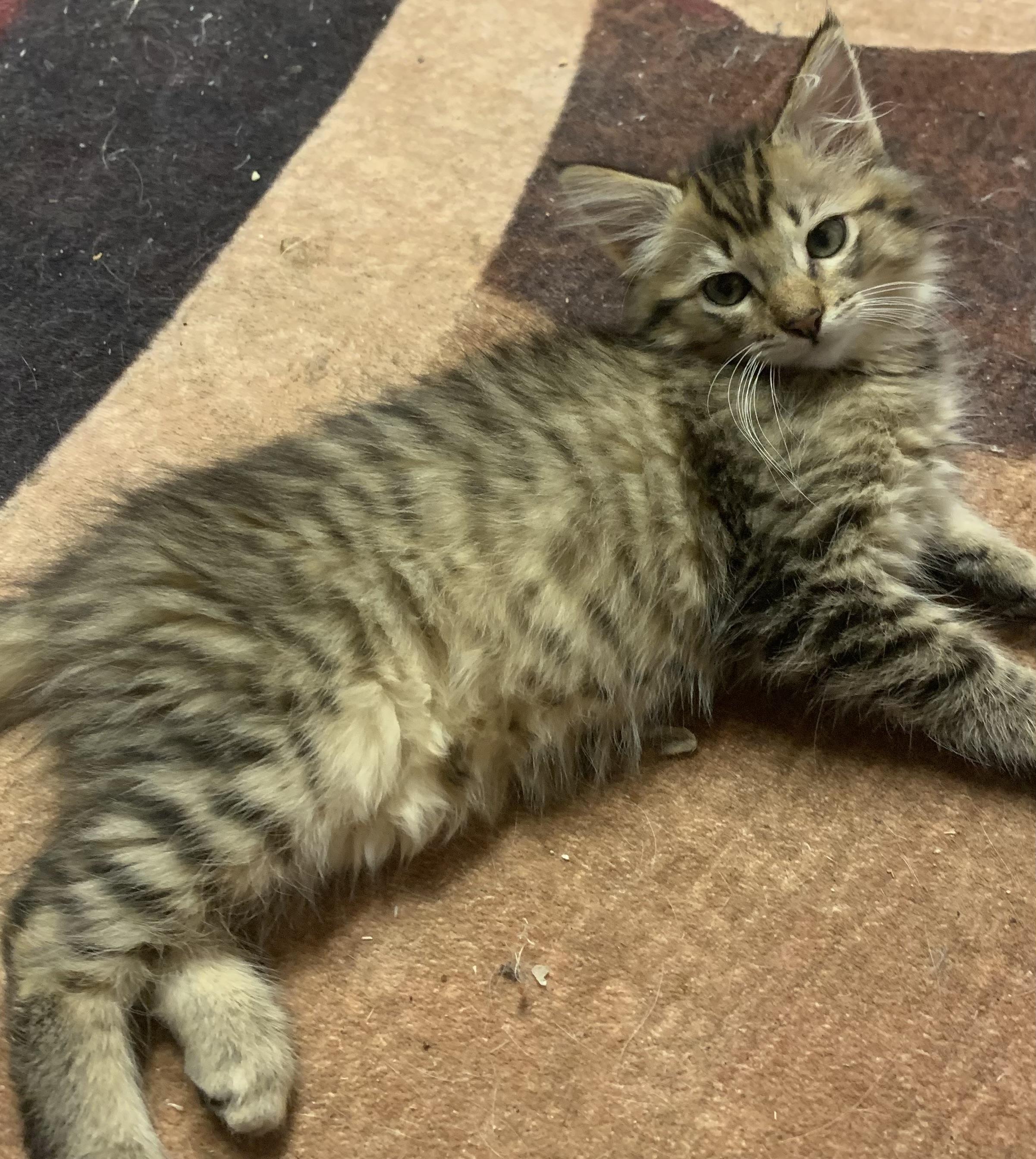 Enlarge Gypsy, a Adoptable Domestic Medium Hair in Rio Linda, CA image 3/4