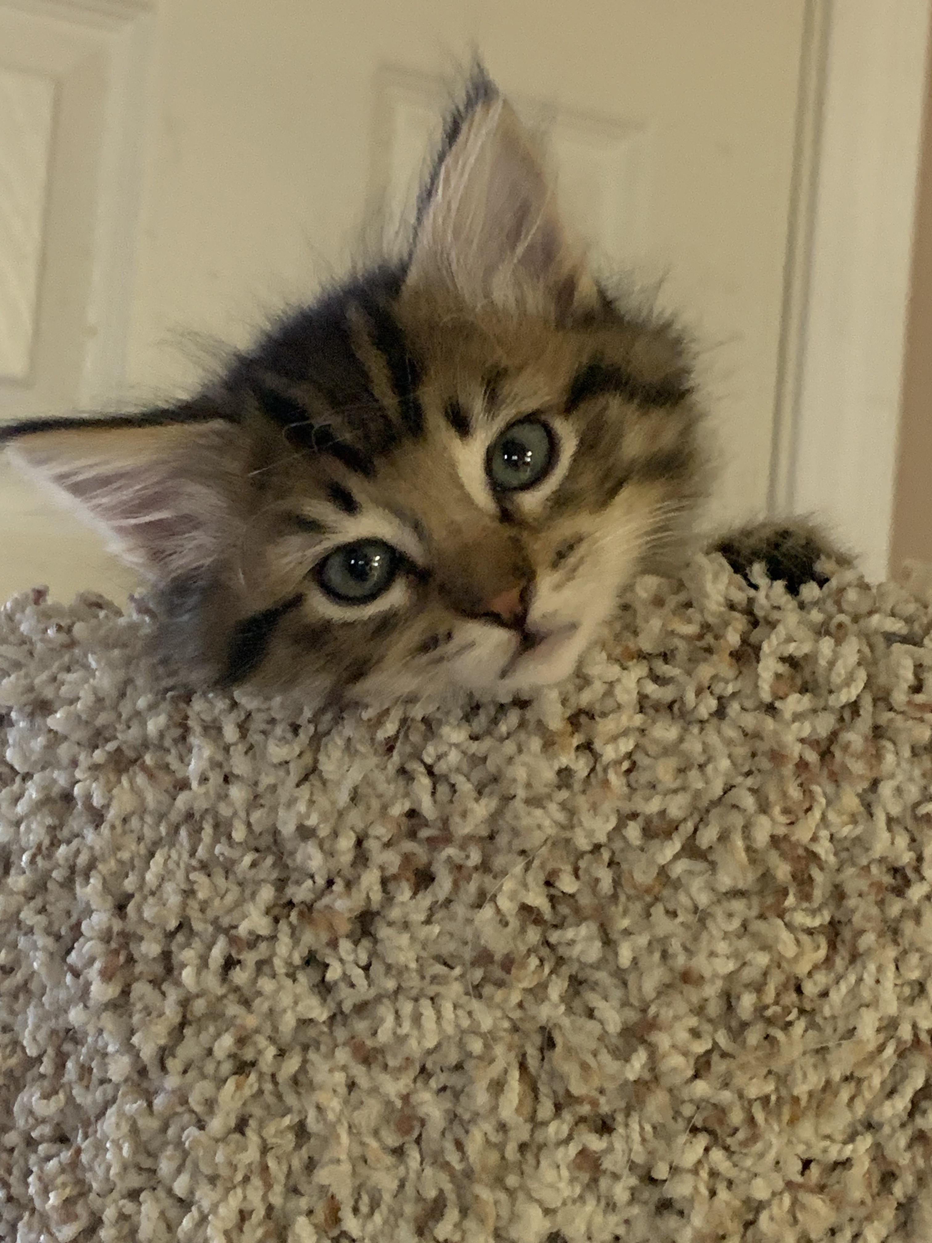 Enlarge Gypsy, a Adoptable Domestic Medium Hair in Rio Linda, CA image 4/4