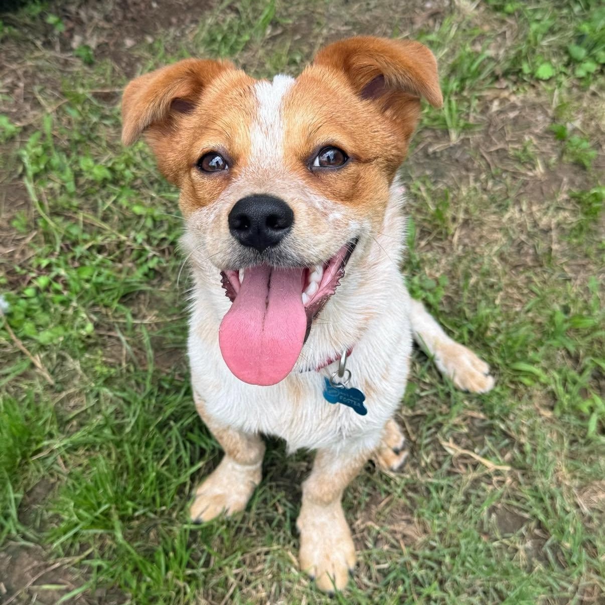 Chili, adopted, Puppy Male Australian Cattle Dog / Blue Heeler & Dachshund.