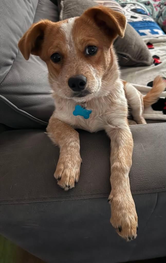 Enlarge Chili, an adopted mixed breed in Fort Worth, TX image 4/6