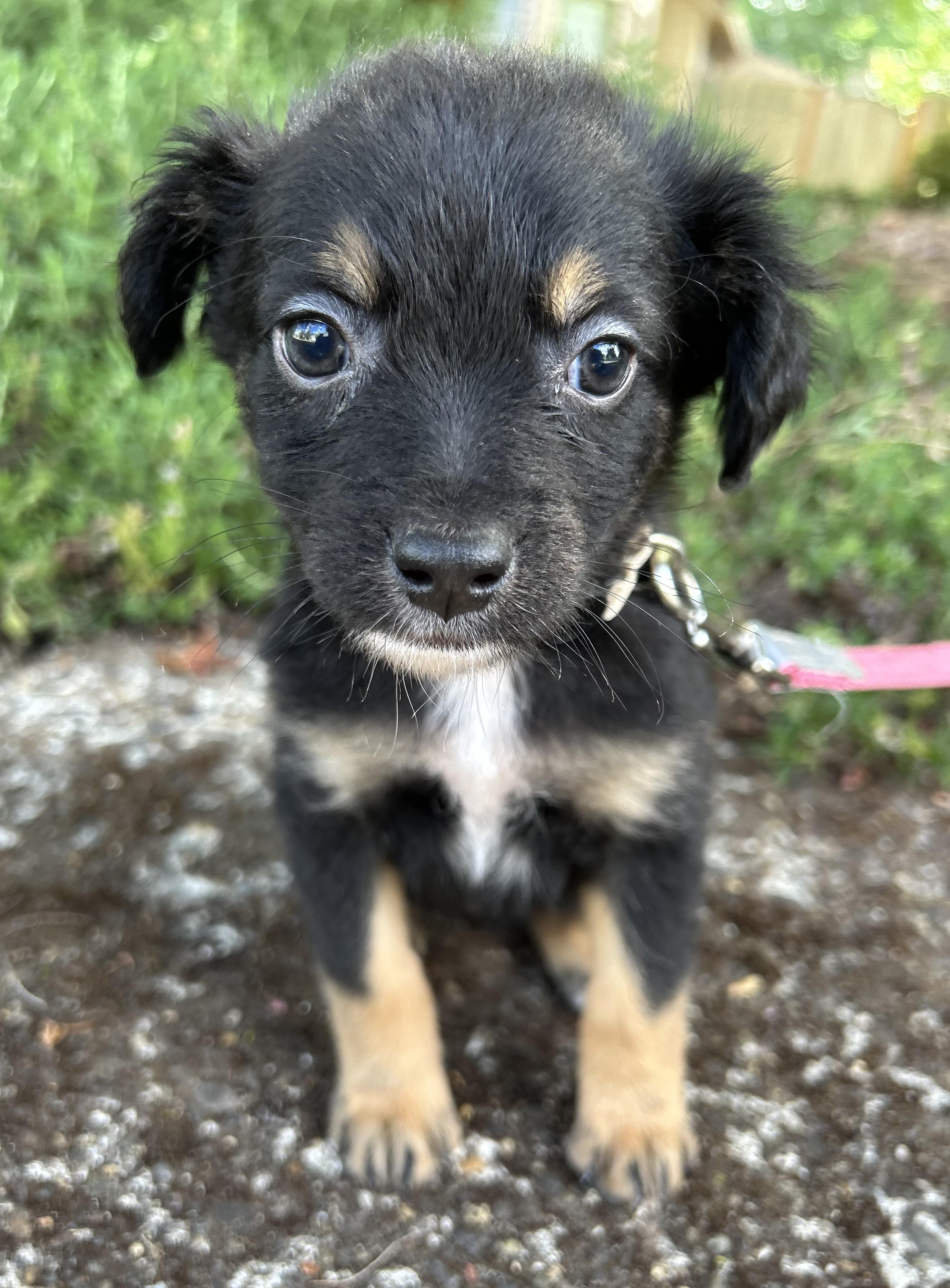 Maple, an adopted mixed breed in Tigard, OR image 1/4
