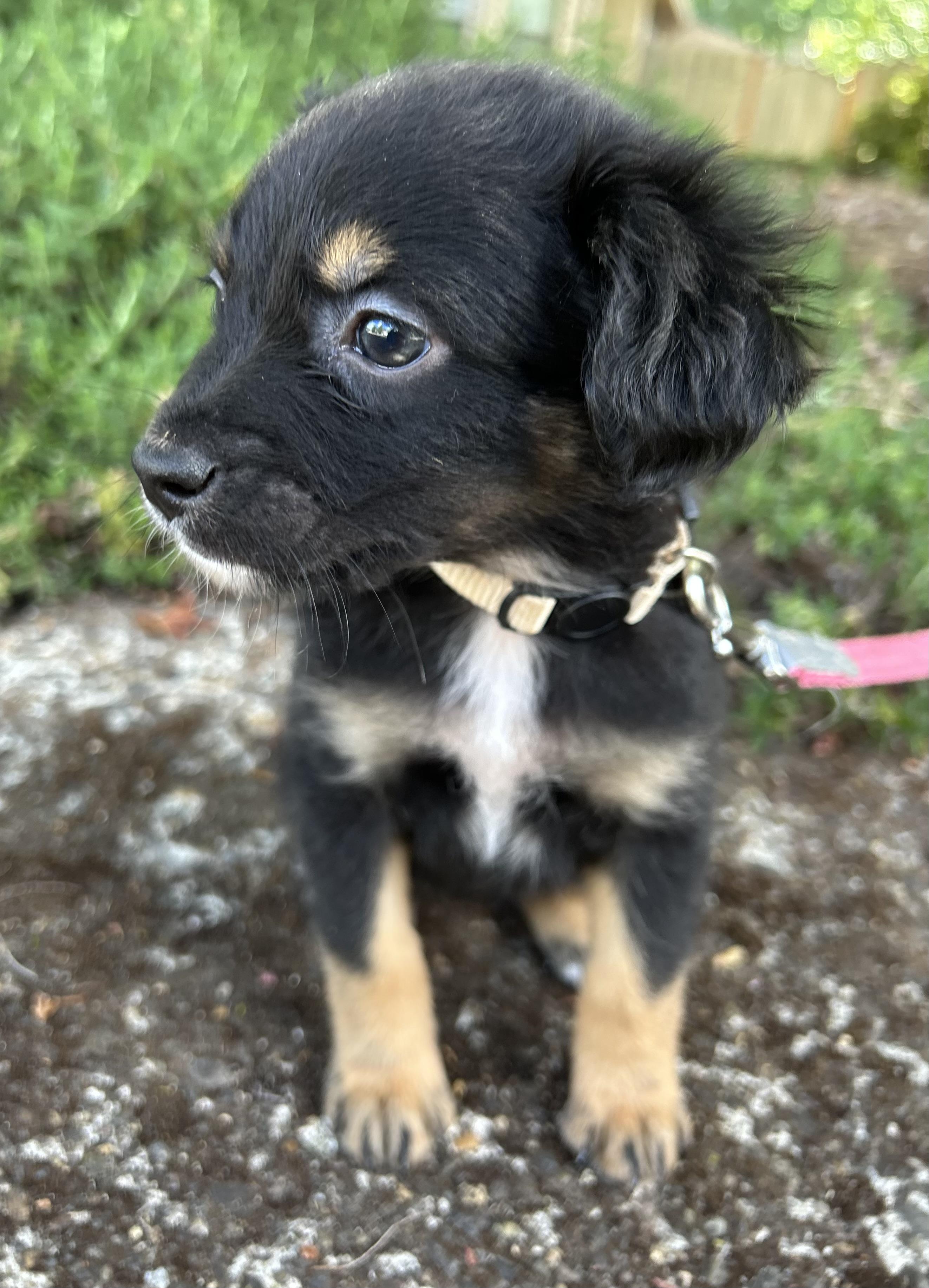 Maple, an adopted mixed breed in Tigard, OR image 3/4