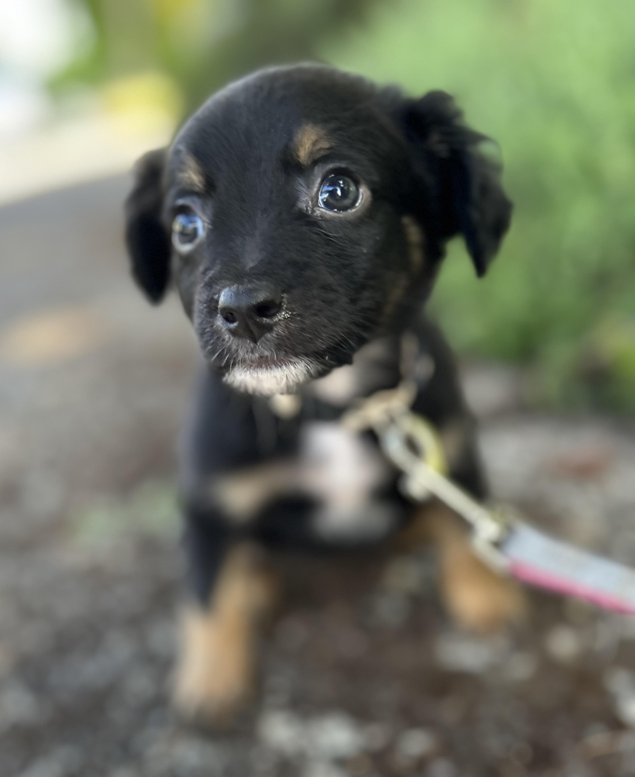 Maple, an adopted mixed breed in Tigard, OR image 2/4