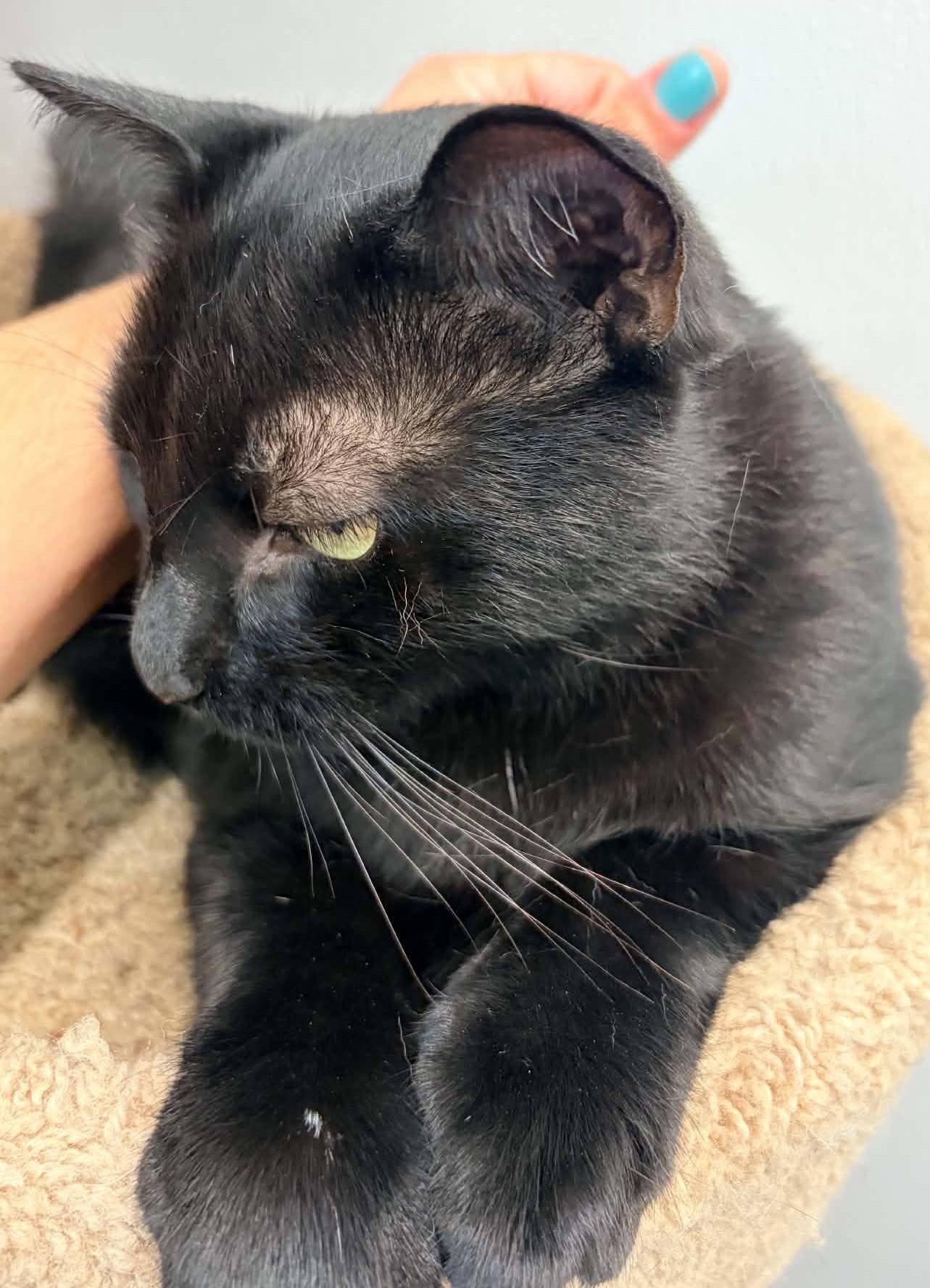 Kitty kitty, Adoptable, Adult Female Domestic Short Hair.