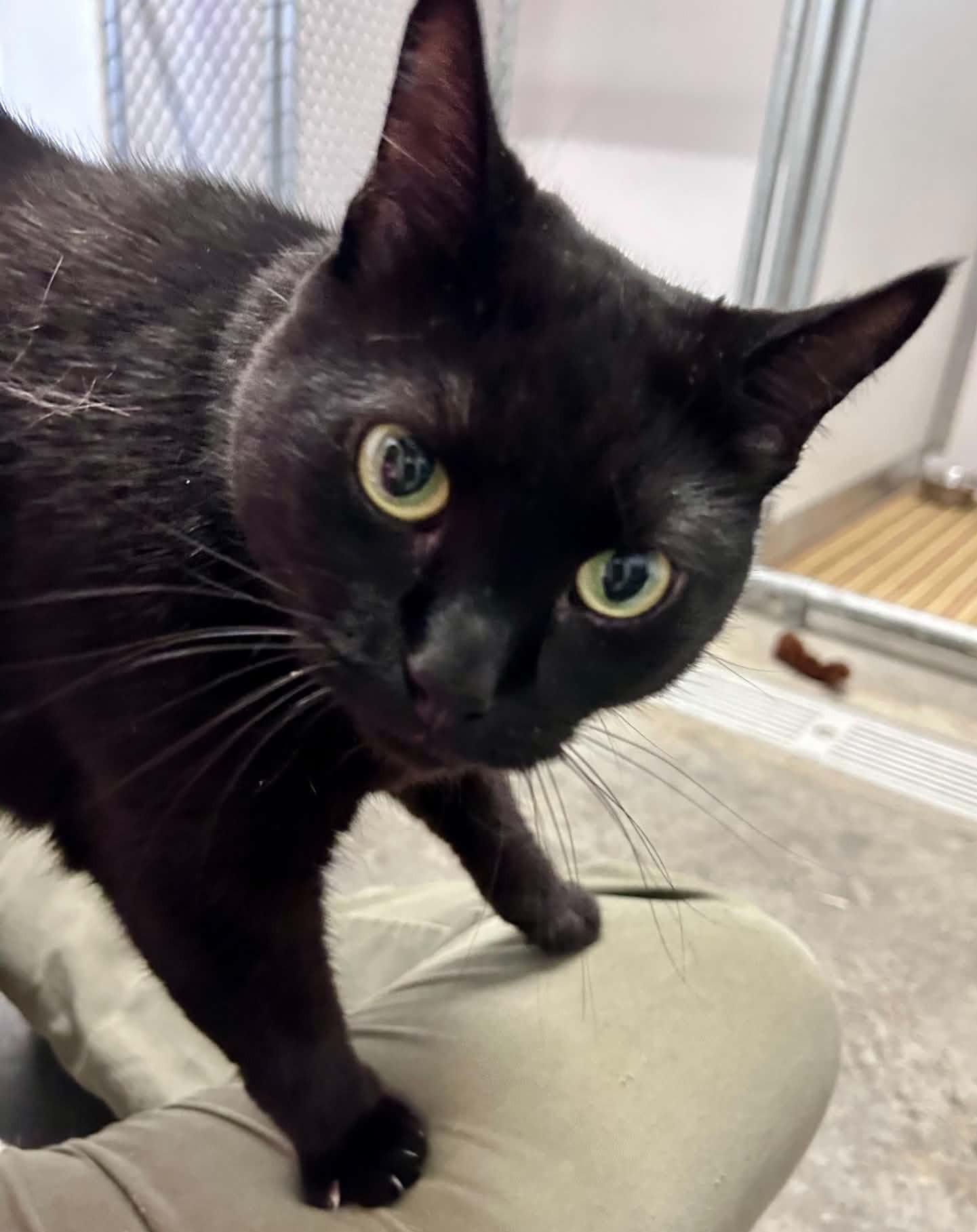 Kitty kitty, Adoptable, Adult Female Domestic Short Hair.