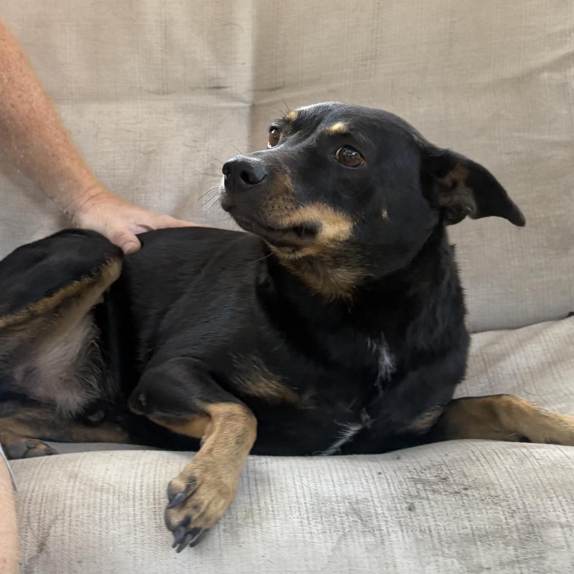 Enlarge Pedro, a Adopted mixed breed in Winchester, VA image 6/6